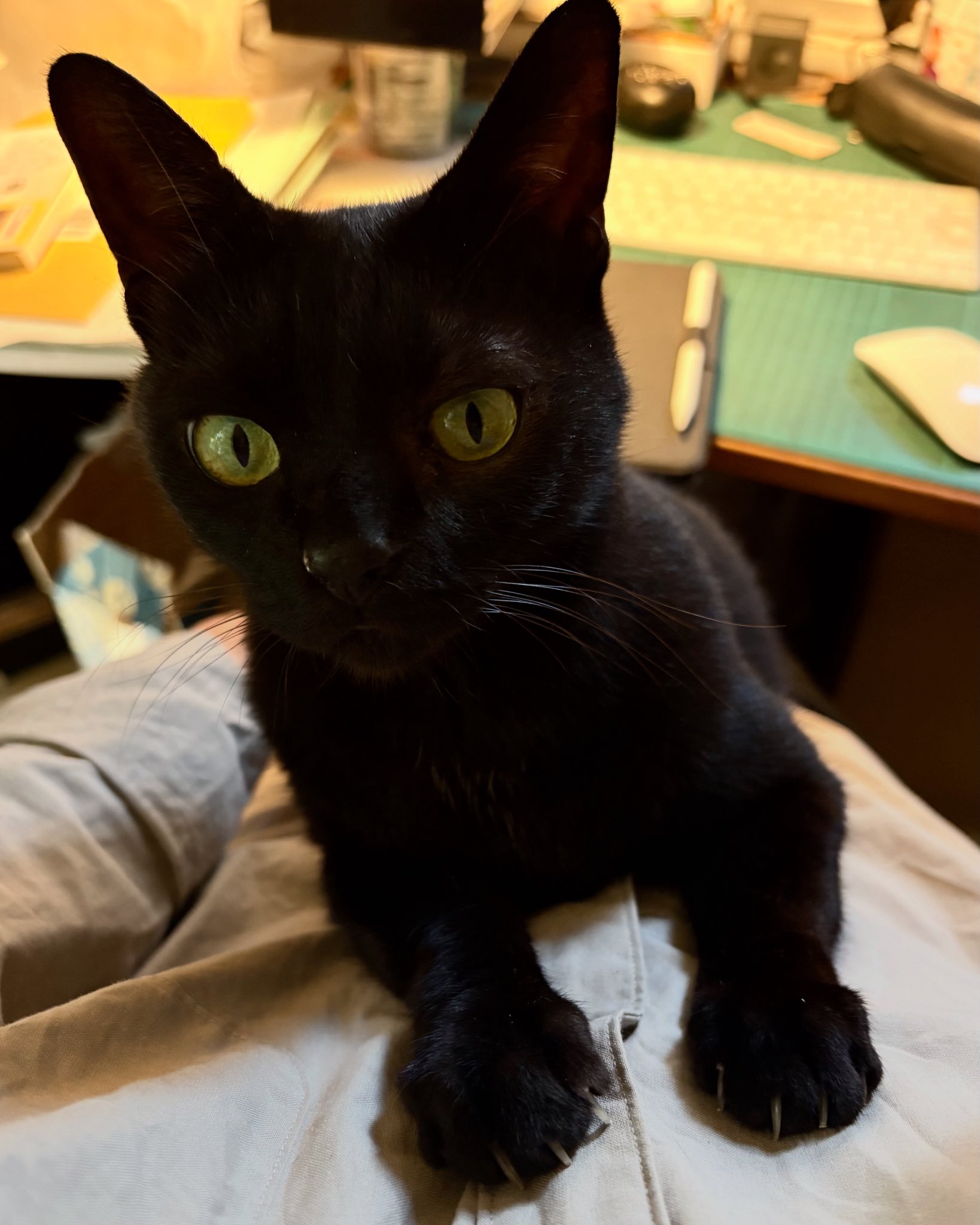 黒猫アイランド キャットルズ マーケットのニャ術師 黒猫アイランド マーケットのニャ術師Vol.2