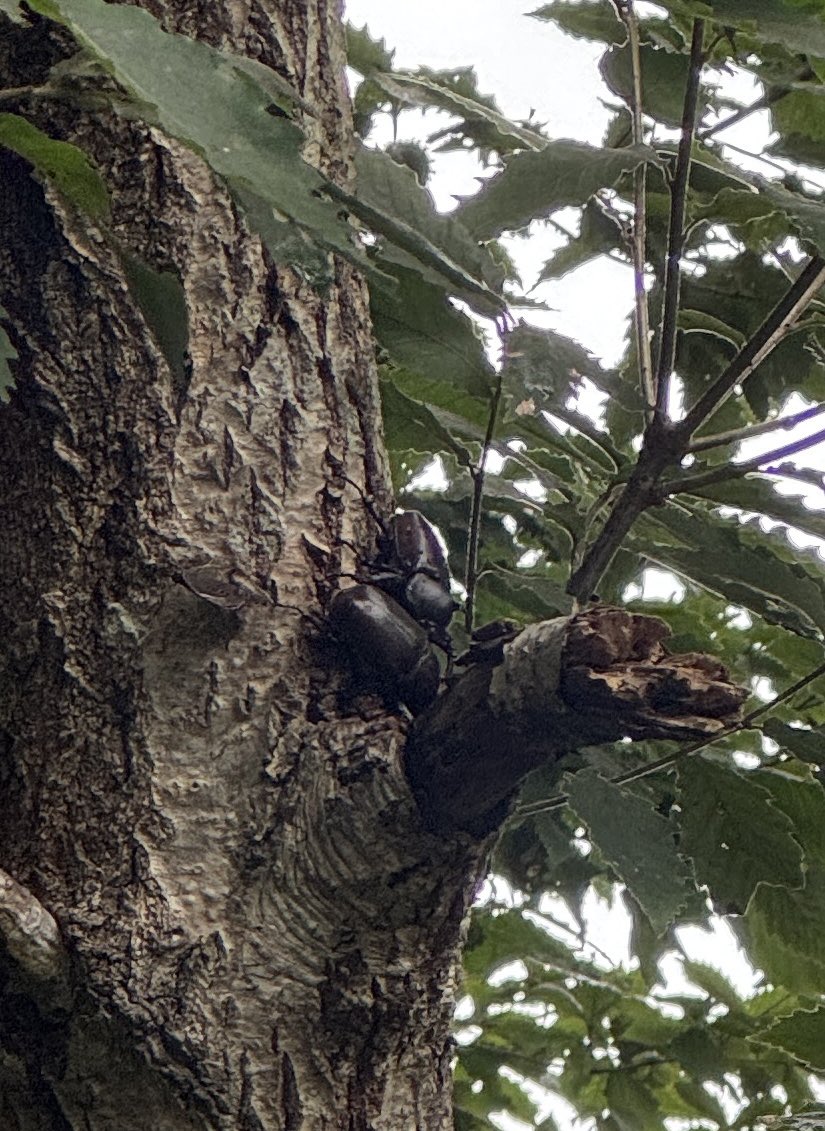 我が家のナラの木に仲睦まじいカブトムシのカップル。
元気に動いているが、もう3日も全く位置を変えていない。
カブトムシはクワガタと違ってメイトガードはしないと聞いたことがあるが、それならこの行動はなんなのだろうか。

いずれにせよ、仲良きことは美しき哉。
#カブトムシ #メイトガード