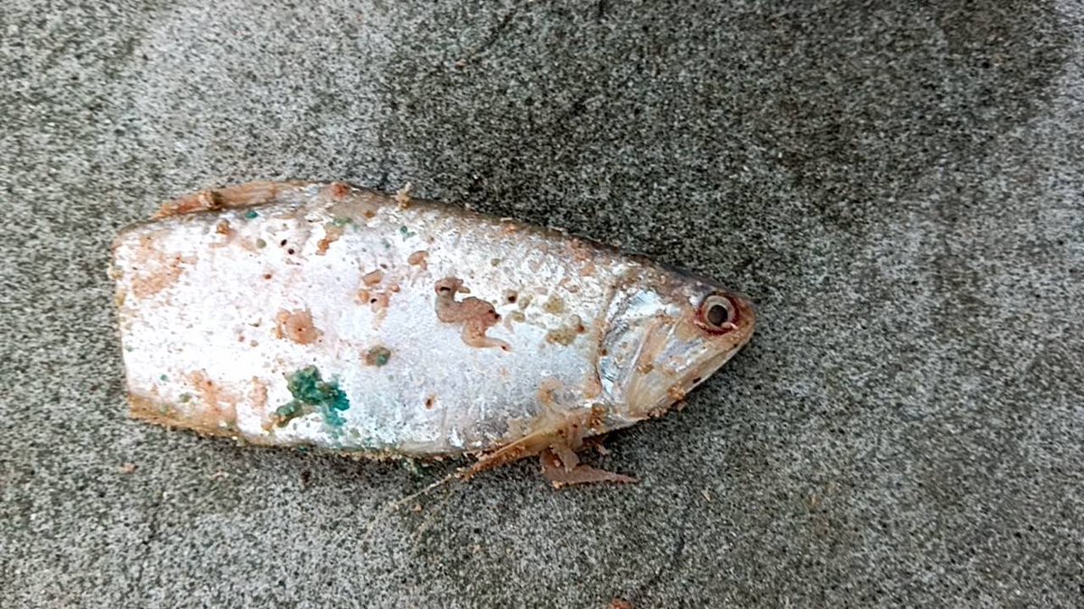 WeakL1ne's tweet photo. アミエビの中に変な魚入ってた。 https://t.co/Stbdi9yHdl