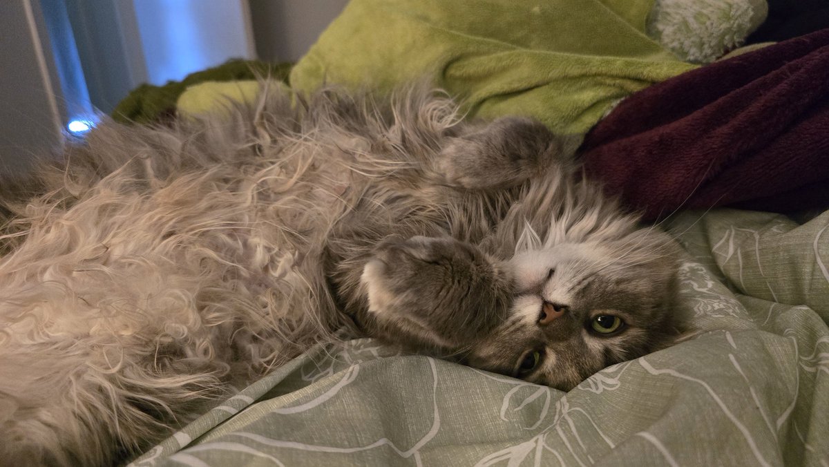 (she has curly tummy hair, I promise she gets brushed)