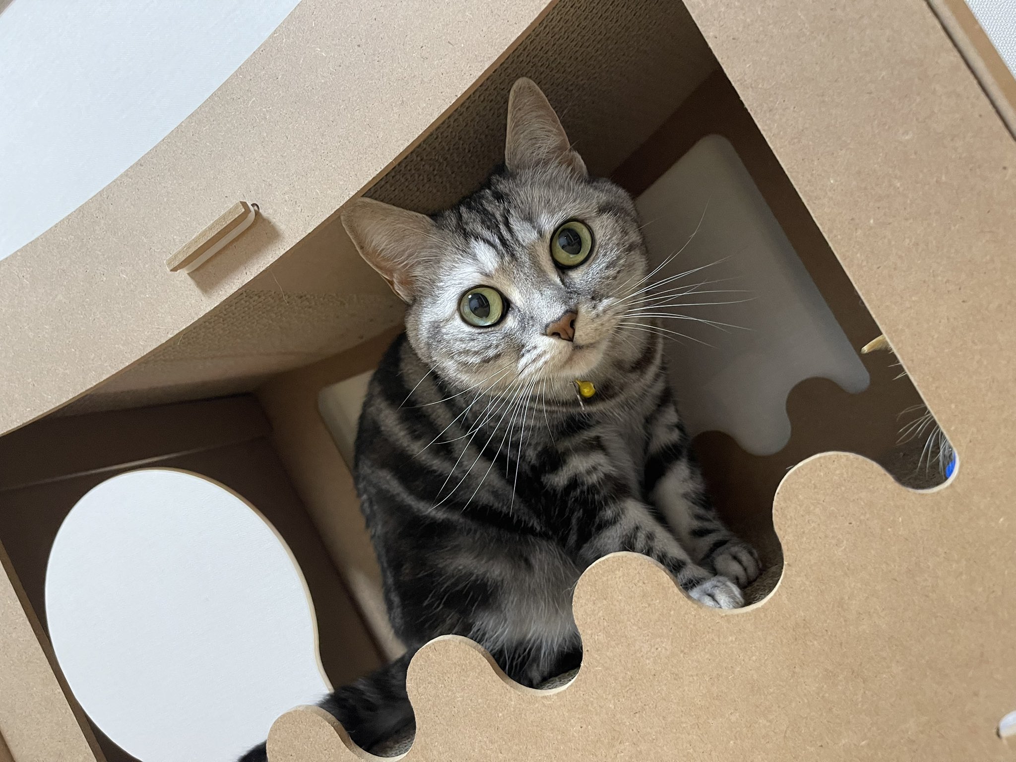 ゆこの⭐︎アルファベットネコ Ziggy the Cat 4】 For Japanese/English Language Learners