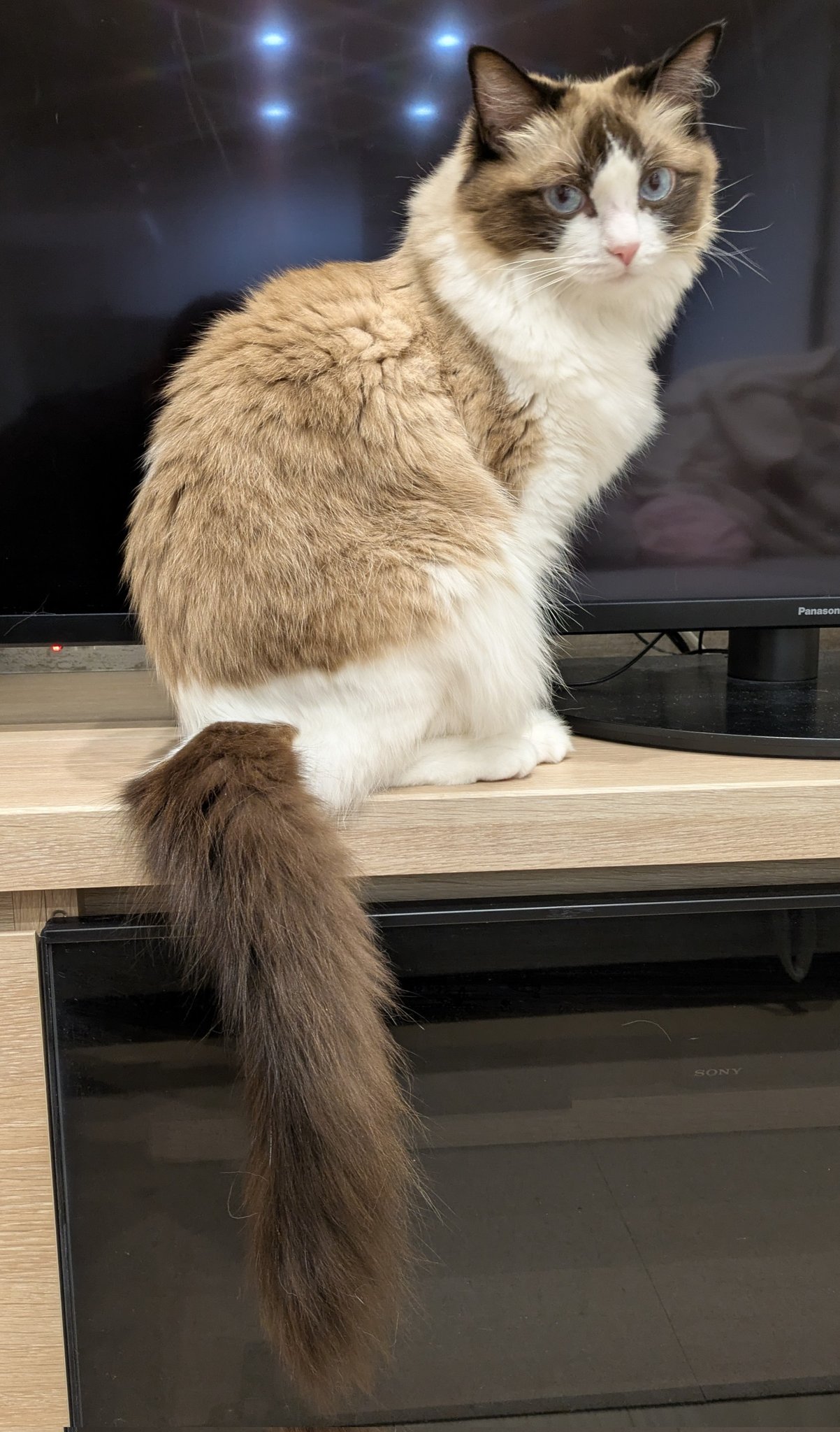 猫　mogutan MORGAN on X: 