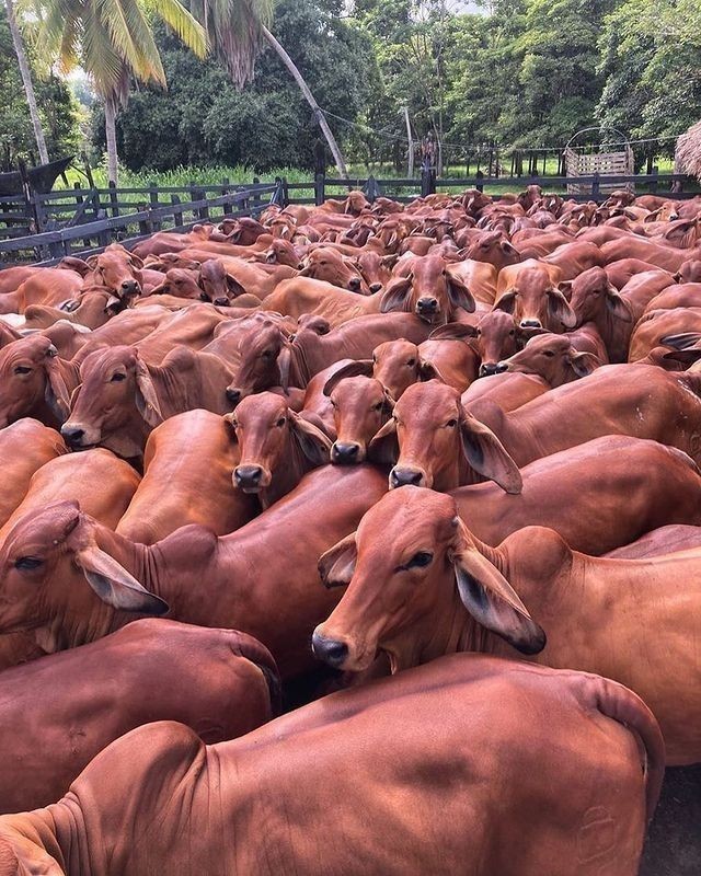 What do you call a group of cows? Wrong answers only 😅