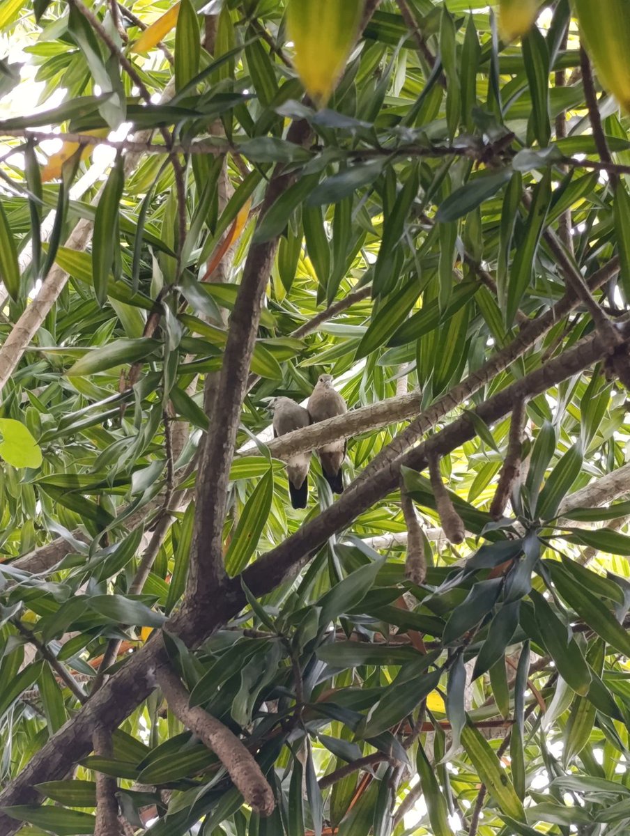 Rodorfr's tweet image. "Dos tortolitos"