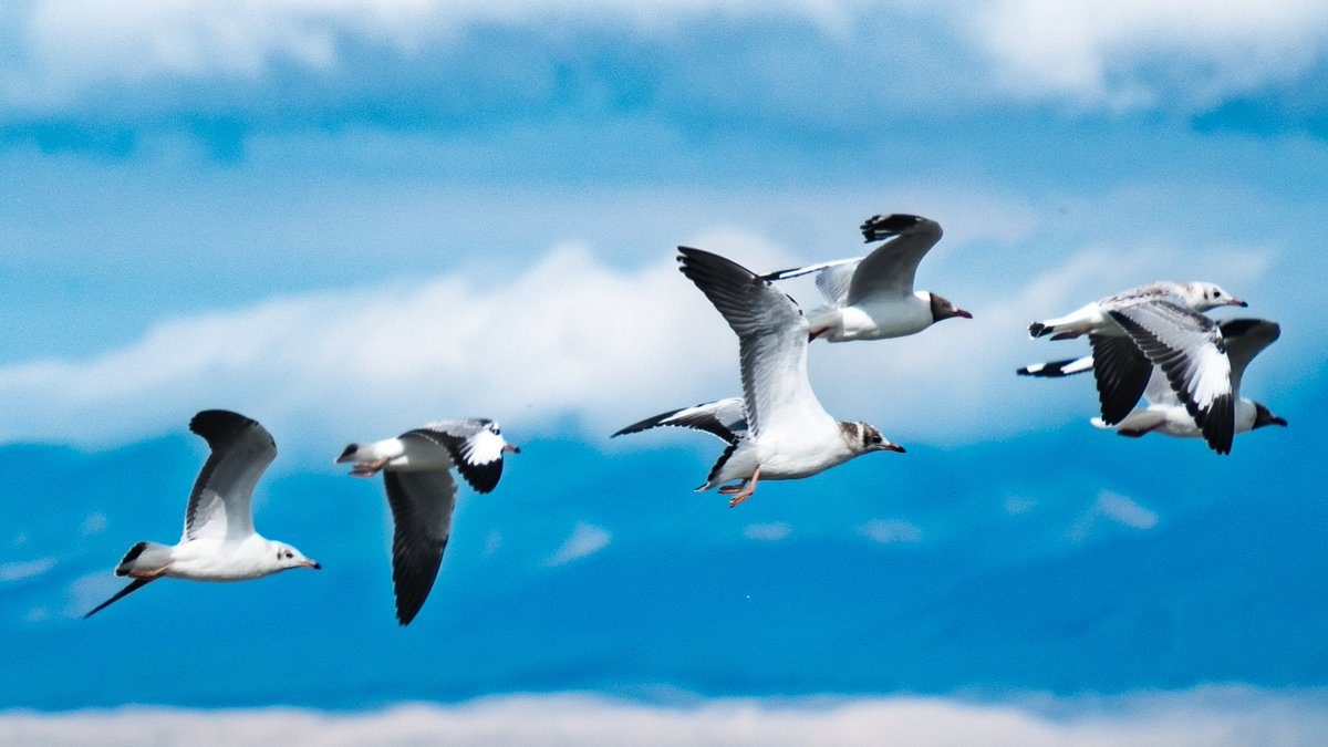 istar_usea's tweet image. Qinghai&apos;s mountains &amp;amp; Daishan&apos;s seas: A visual symphony of &quot;Two Mountains&quot; in action!
#EcoPhotographyChina #TwoMountainsTheory