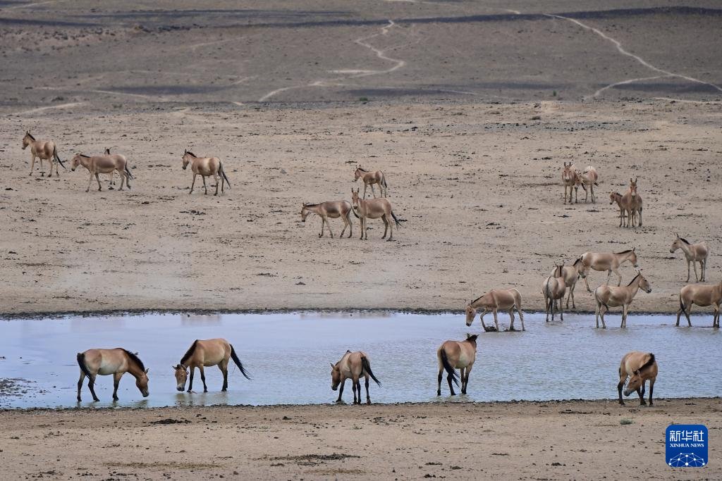 DailyBeijing's tweet image. Przewalski's horse, the world's only remaining #wild #horse species, boasts an #evolutionary history spanning over 60 million years. The population of Przewalski's horses in #China has surpassed 900, accounting for one-third of the global total, according to officials.
