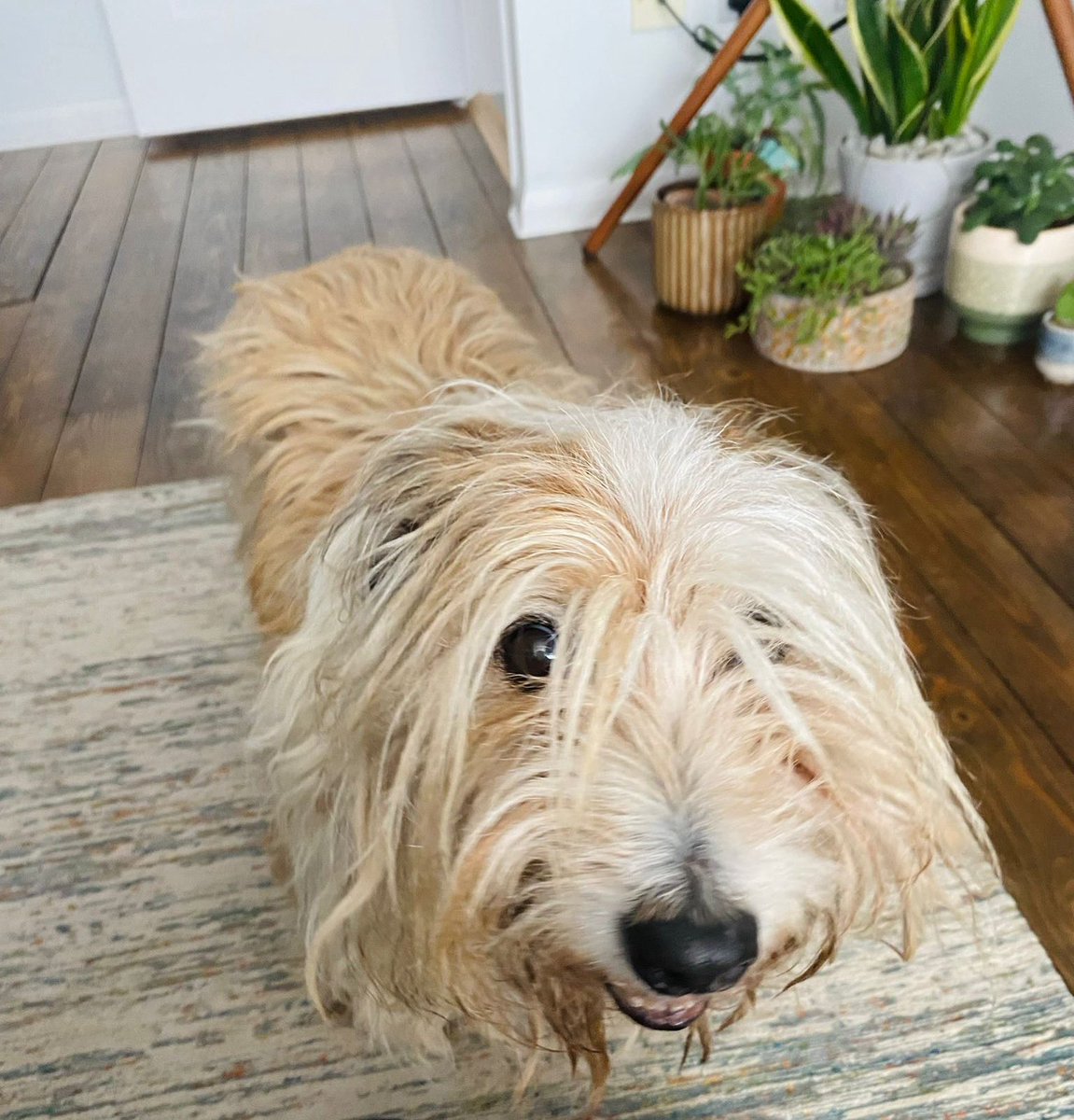 Enjoy the band gigs everyone. I’ll be on my hols!

Here’s where me dad and his buds are playing over the next couple of weeks, starting tonight in Liverpool… 

Fri 8 Liverpool, District
Sat 9 Huddersfield, Parish

Continued below ⬇️