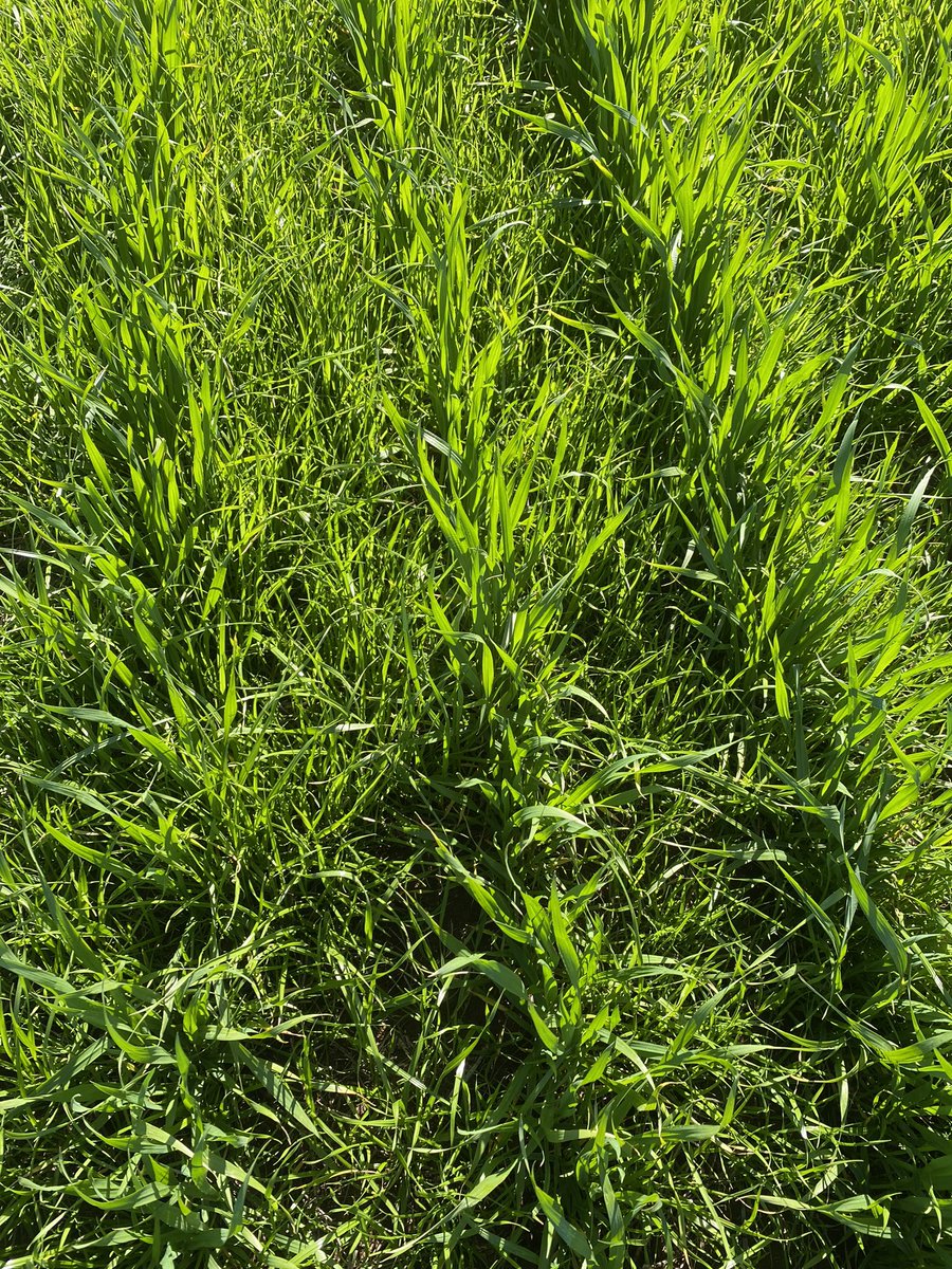 Chris Davey tweet media