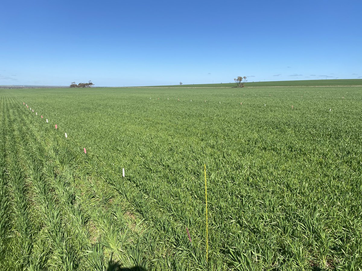 Chris Davey tweet media