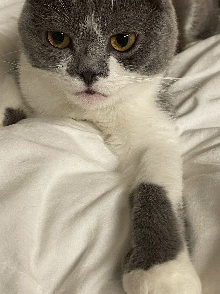 おはようございます🐈
 本日10時から17時までオープンしております！

お家のパソコンのウイルスチェックはしていますか？ 定期的にチェックをお勧めします！

 #猫 #猫のいる暮らし #猫好きさんと繋がりたい #しんのすけ店長