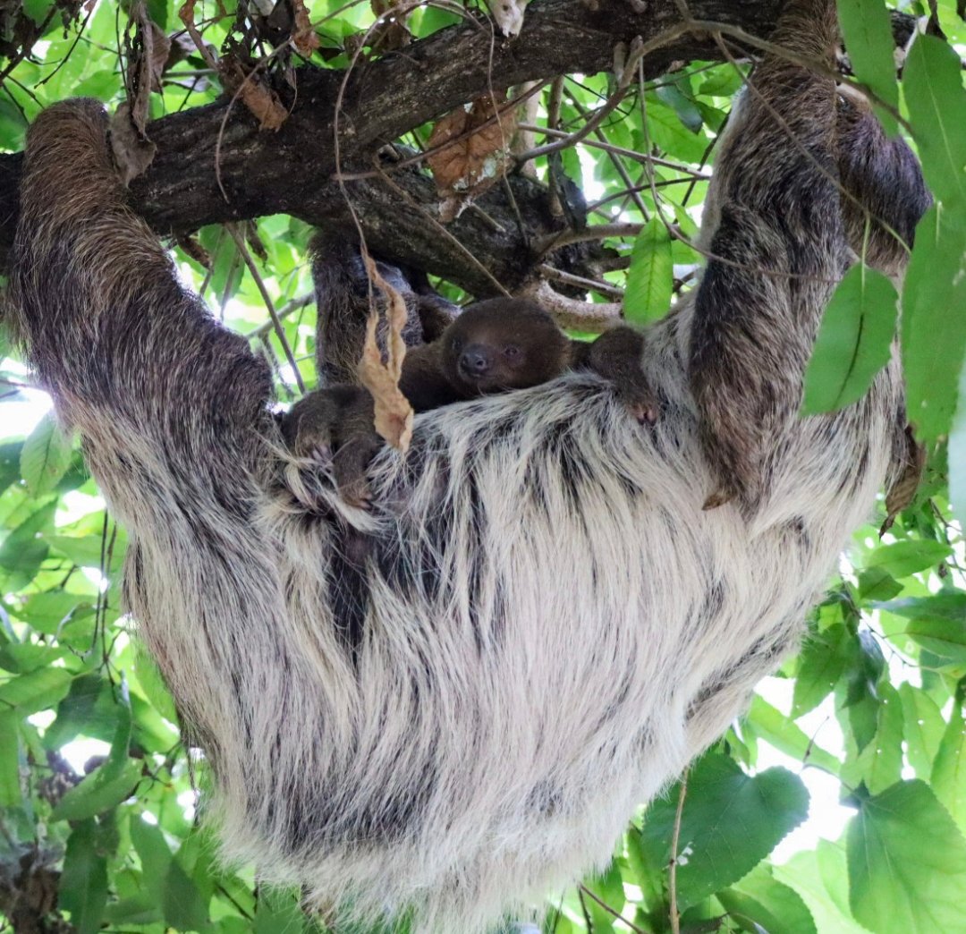 メロウちゃん💕《8/8🎂🎉》
- ̗̀🎈𝙃‌𝘼‌𝙋‌𝙋‌𝙔‌𝘽‌𝙄‌𝙍‌𝙏‌𝙃‌𝘿‌𝘼‌𝙔🎈  ̖́-
1歳のお誕生日おめでとう㊗️✨
✨Happy 1st Birthday✨
1人立ちもそろそろかな🥹
これからもスクスク元気に育ってね🦥

#フタユビナマケモノ
#メロウ #ノン #SCZ
#埼玉県こども動物自然公園