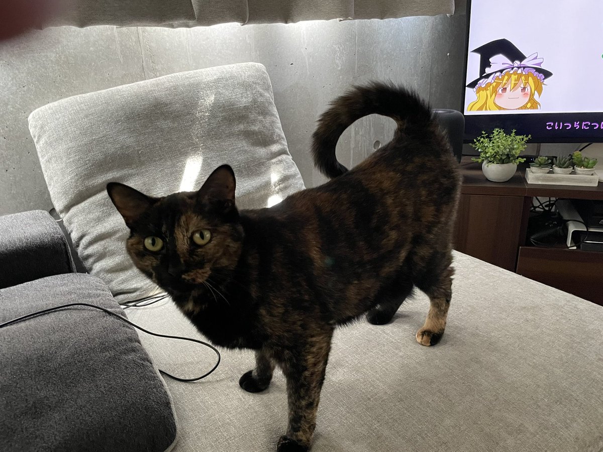 世界猫の日なのでうちの柴猫を見てください