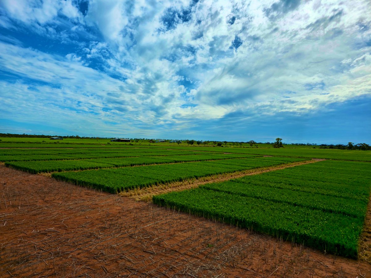Grant Thompson (@grantcropcircl1) on Twitter photo Morawa Wheat NVT , conducted by Crop Circle Research. Photo by <a href="/Murali_Mohan_/">Murali mohan Byrapuneni</a>
#NVTprovider Morawa Wheat NVT , conducted by Crop Circle Research. Photo by <a href="/Murali_Mohan_/">Murali mohan Byrapuneni</a>
#NVTprovider