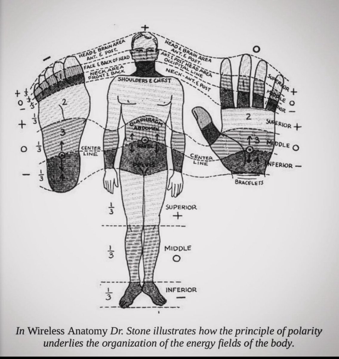 BODY MERIDIANS- The network of invisible pathways that circulate vital energy (Qi) throughout the body, connecting different organs and tissues