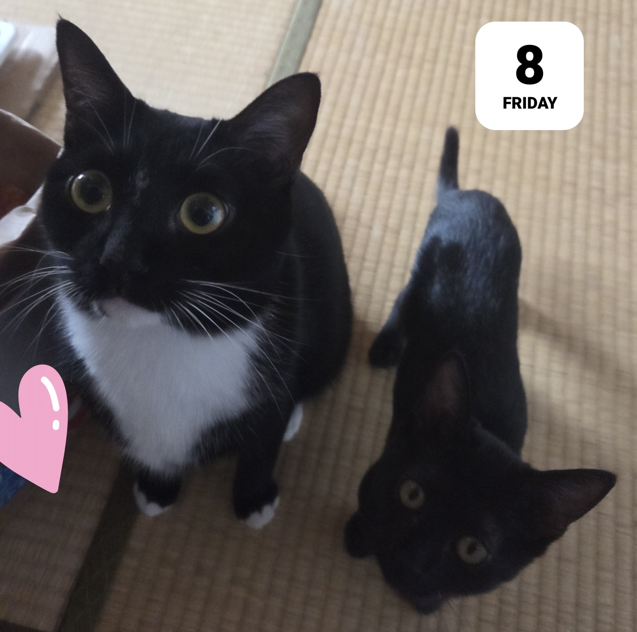 猫C 最終値下げしました！ まちゃ on X: 