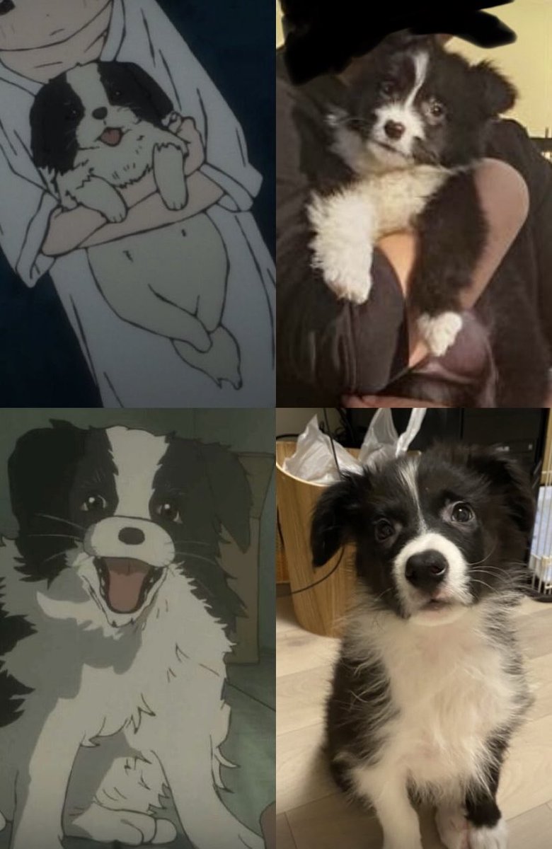 チャッピー様リクエスト作品『いぬづくし』 タコピーの原罪のチャッピーが可愛すぎて🤦‍♀️ 近い月齢のたびを