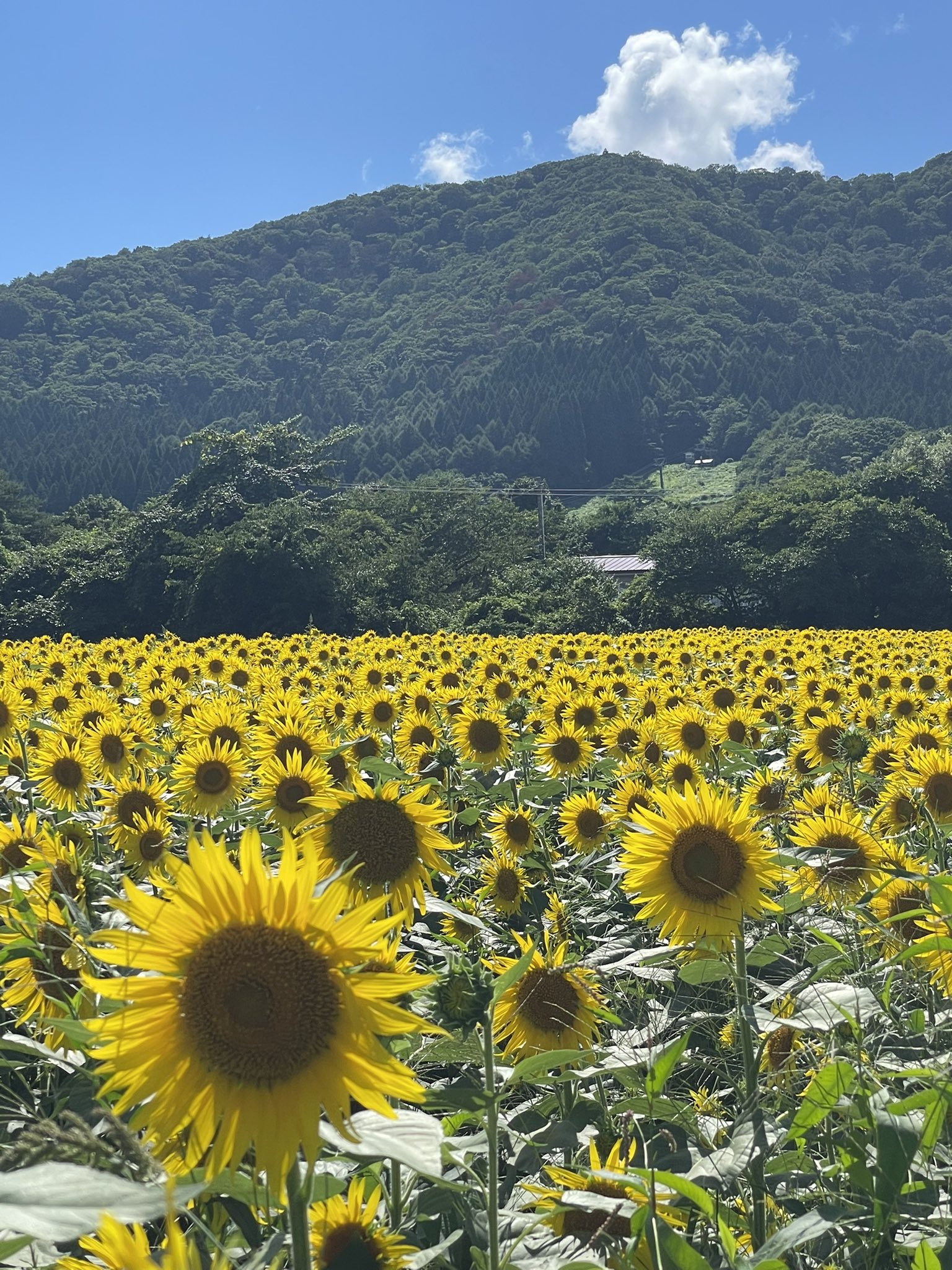 無*◎様 赤背景 生写真 赤色レーザー レーザー赤色光 写真背景 無料ダウンロードのため