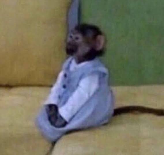 Monke Coded tweet media