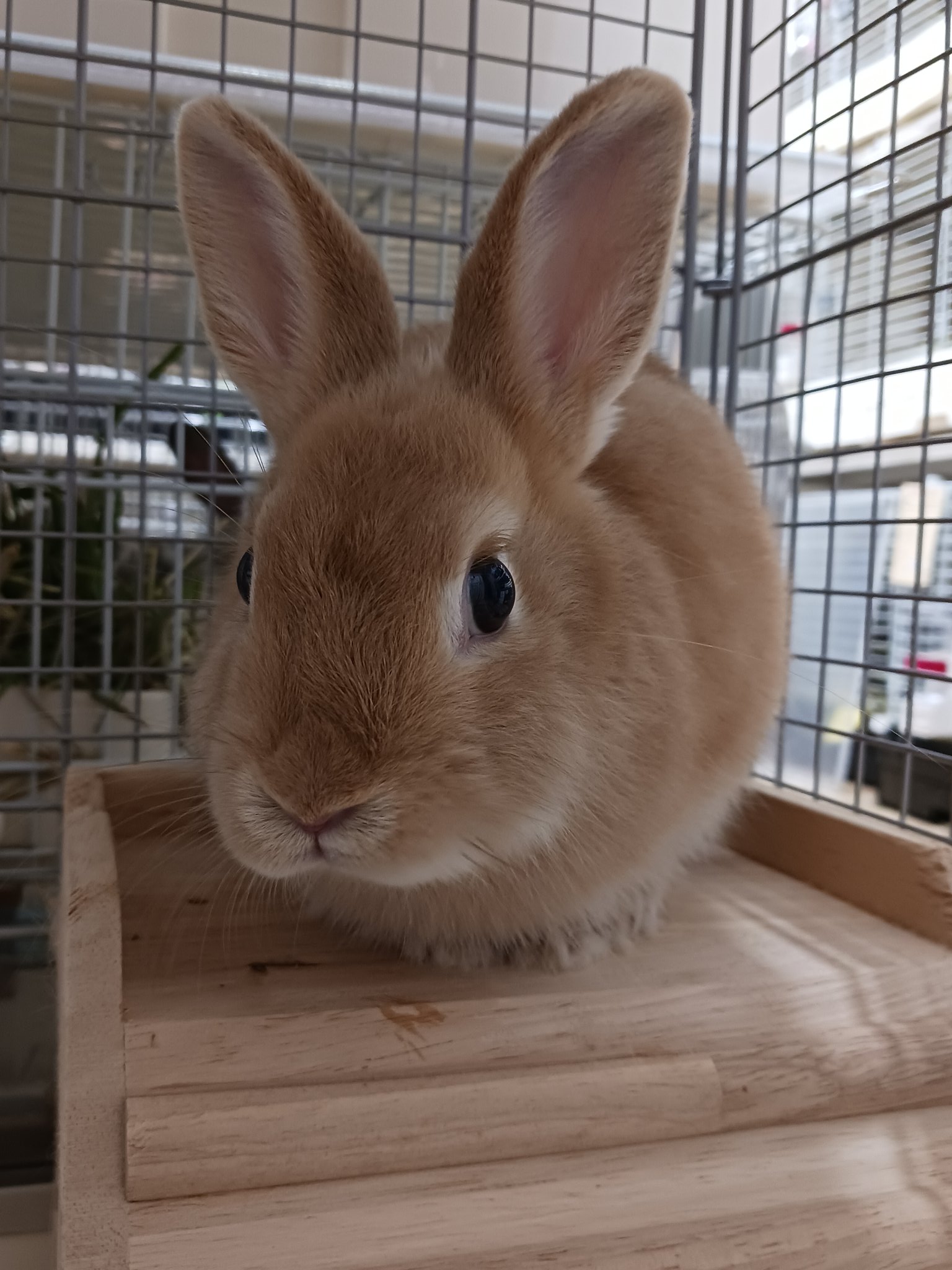 うさぎとひとの幸せを支える会🐰🐰@ペットショップではなく保護