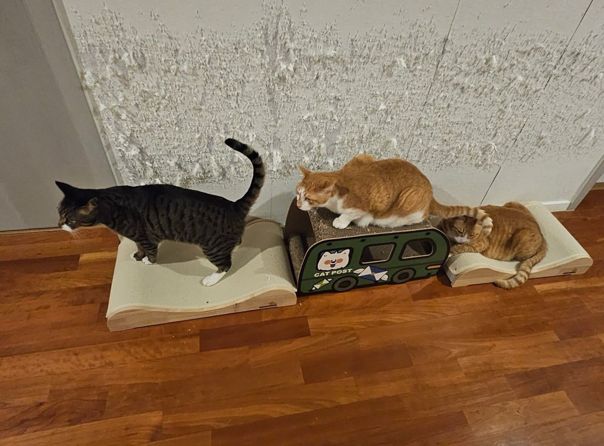 soonie, doongie and dori on leeknow  instagram update: 😻