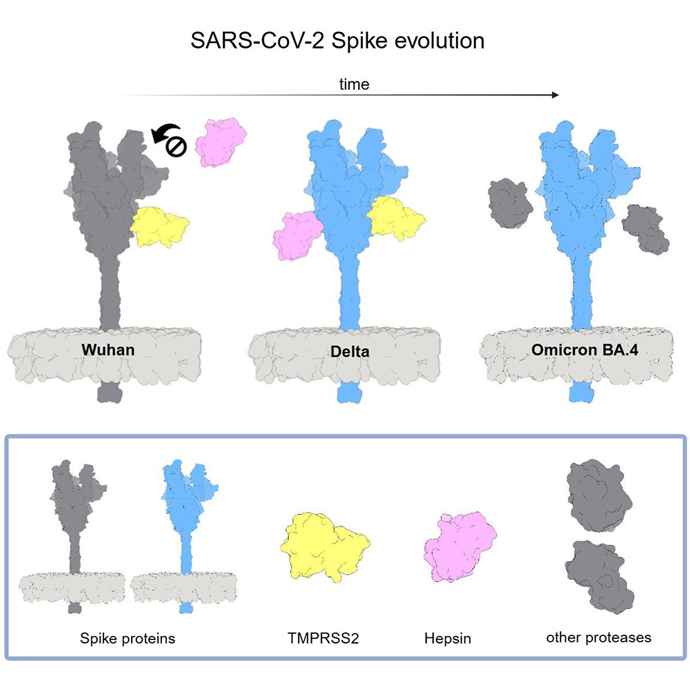 k_pyrc's tweet image. 🧬 Trochę nauki od nas!

Właśnie ukazał się nasz artykuł w #iScience by #CellPress o tym, jak zmieniała się w czasie zależność wirusa SARS-CoV-2 od proteaz, czyli enzymów niezbędnych do jego aktywacji. To one pozwalają wirusowi wejść do naszych komórek i rozpocząć infekcję! 🦠🔬