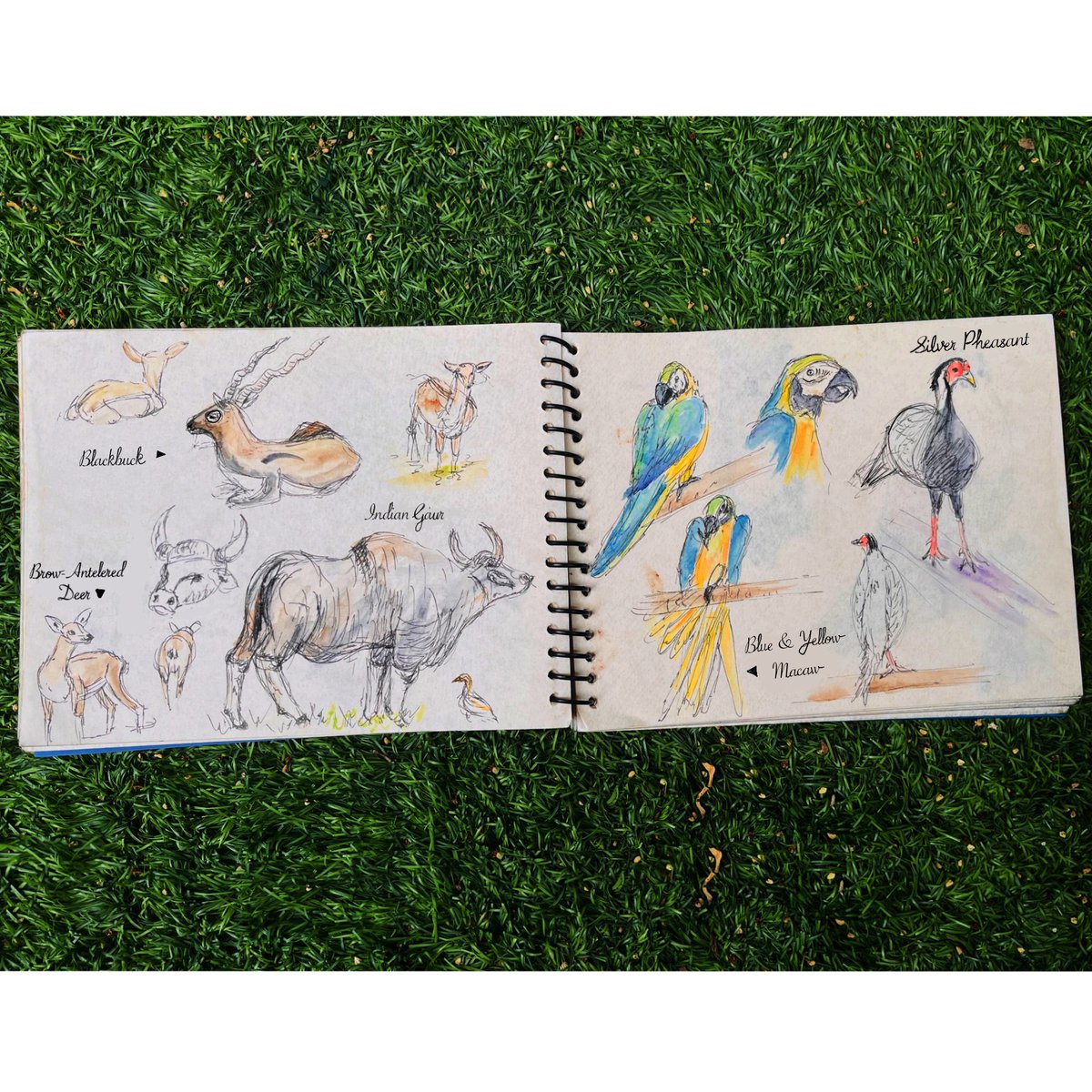 Live sketching at the Delhi zoo

#livesketching #wildlife