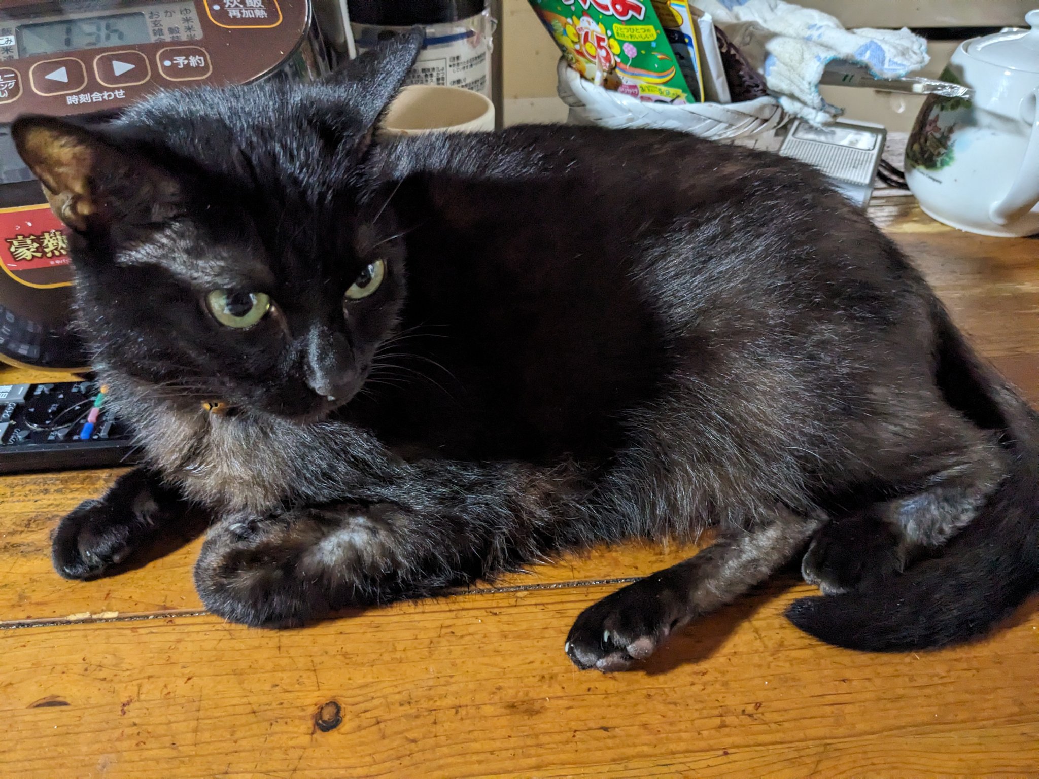 黒猫 黒猫トニー on X: 