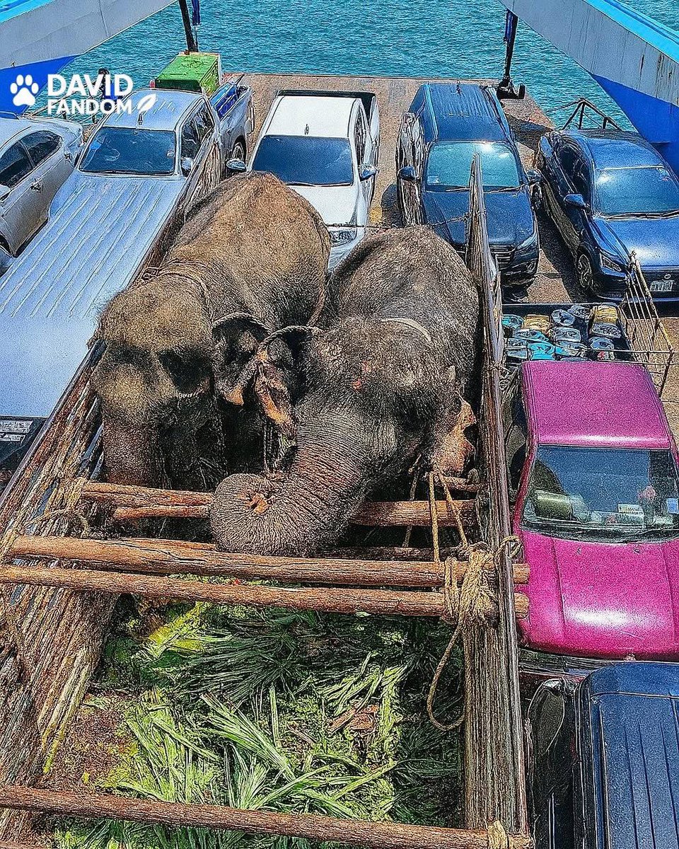 domdyer70's tweet image. This powerful photo captures a moment of silent triumph — two elephants, Ploy and Pwong, standing side by side on a ferry, leaving behind a life of unimaginable suffering.

Ploy was slowly starving to death. Her eyes had lost their light. Next to her, for 20 long years, stood…
