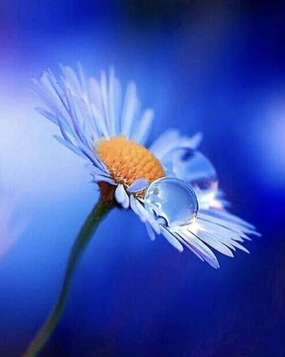 Vi Vadi Hotels München (@vivadihotel) on Twitter photo 🩵🌼 🩵🌼 🩵🌼 🩵🌼 🩵🌼 🩵🌼 🩵
         Euch einen schönen Freitag
▫️Wie ein Tropfen auf der Blume
▫️nutze die Morgensonne, 
▫️um deine Träume zum Blühen zu bringen. 
Habt einen guten Start in den Tag und ins Wochenende. 
🩵🌼 🩵🌼 🩵🌼 🩵🌼 🩵🌼 🩵🌼 🩵 🩵🌼 🩵🌼 🩵🌼 🩵🌼 🩵🌼 🩵🌼 🩵
         Euch einen schönen Freitag
▫️Wie ein Tropfen auf der Blume
▫️nutze die Morgensonne, 
▫️um deine Träume zum Blühen zu bringen. 
Habt einen guten Start in den Tag und ins Wochenende. 
🩵🌼 🩵🌼 🩵🌼 🩵🌼 🩵🌼 🩵🌼 🩵