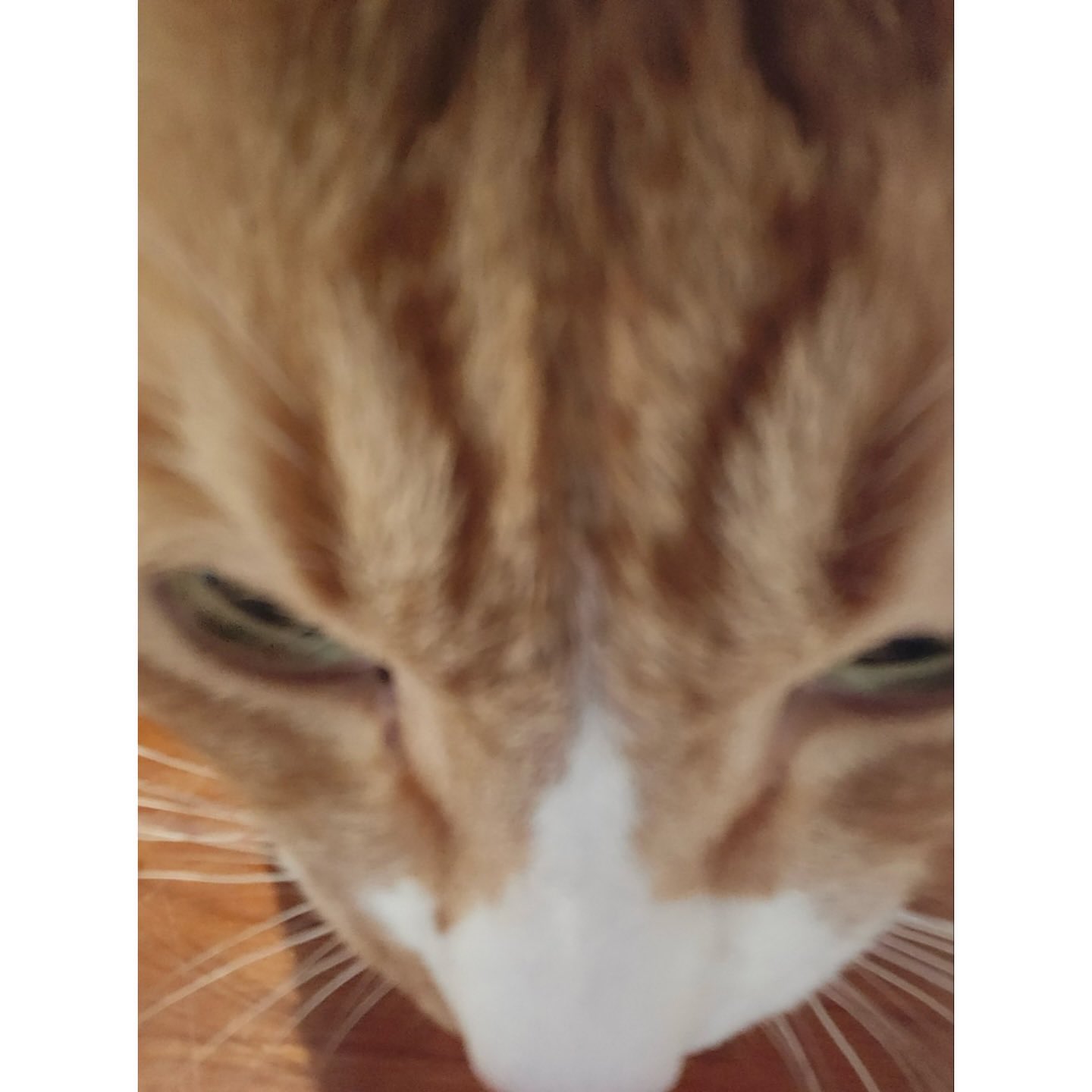Where is the Camera in I am Cat: Uncover the Hidden Spot!