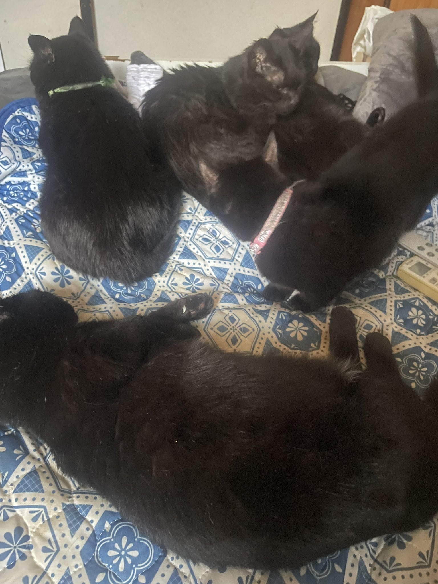 黒猫ギン様ありがとうございます‍♀️ ネコメシ on X: 