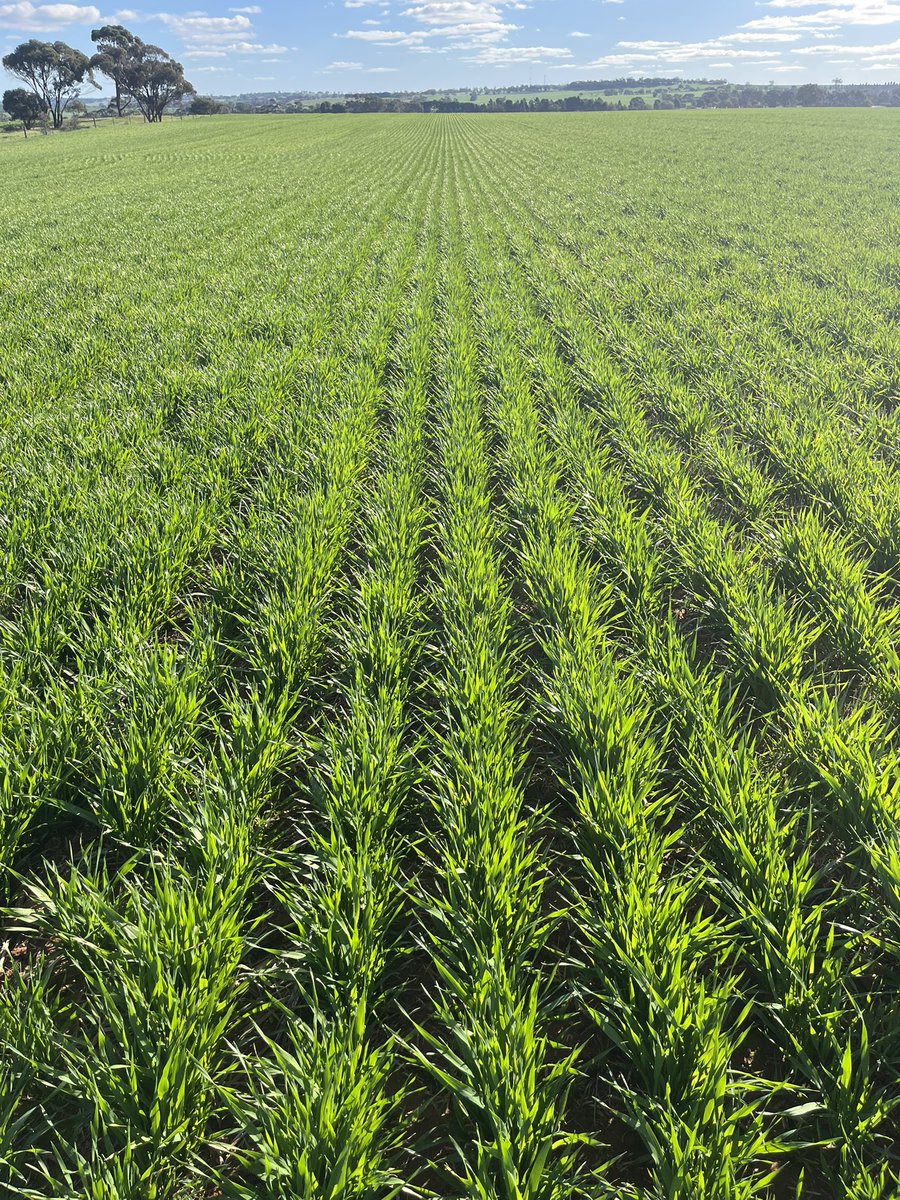 ConnorFuss's tweet image. AGTB0530 CL/AX barley, set for malt evaluation with Coopers. Not my favourite plant type for our area/the stacked system won’t have a massive fit for us, but interesting to have a play around. We will worry about killing the volunteers next year 😅 @agtbreeding @NickWellsSmith1