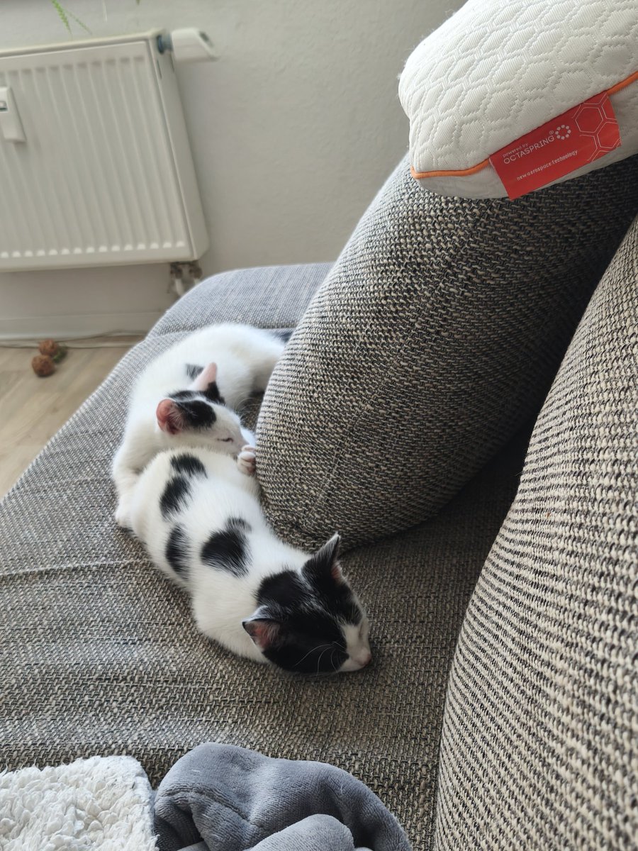 Heute ist Tag der Katze 🐱🐈‍⬛😊