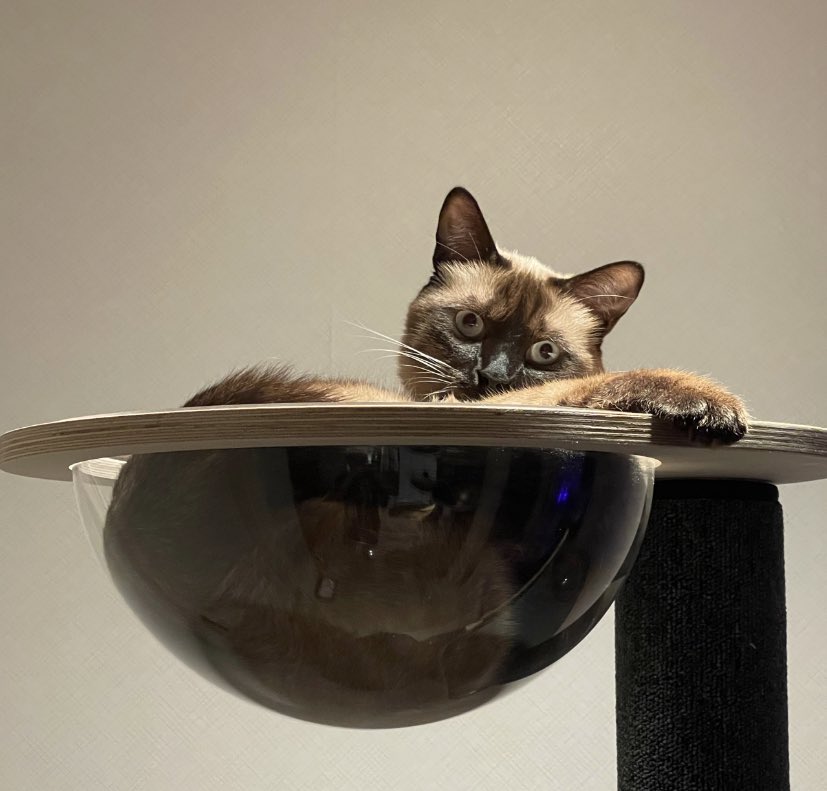 ต้าร์อู๋รีโพสต์ลูอีแมวเตนล์ 55555
DAOU reposted Leon, Ten's son. 🤣🤣🤣
#TEN #DAOU