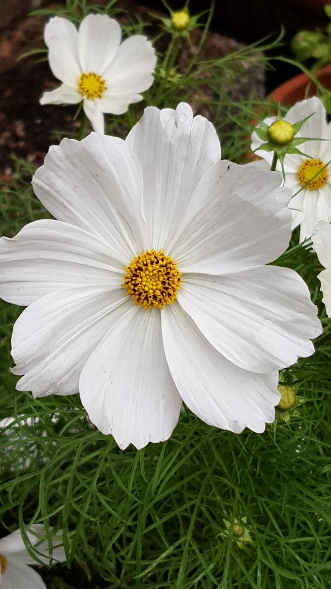 Daesy55676957's tweet image. 🌞😹