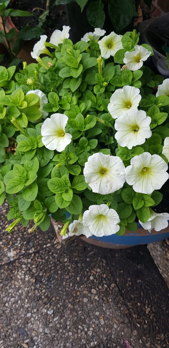 Daesy55676957's tweet image. 🌞😹