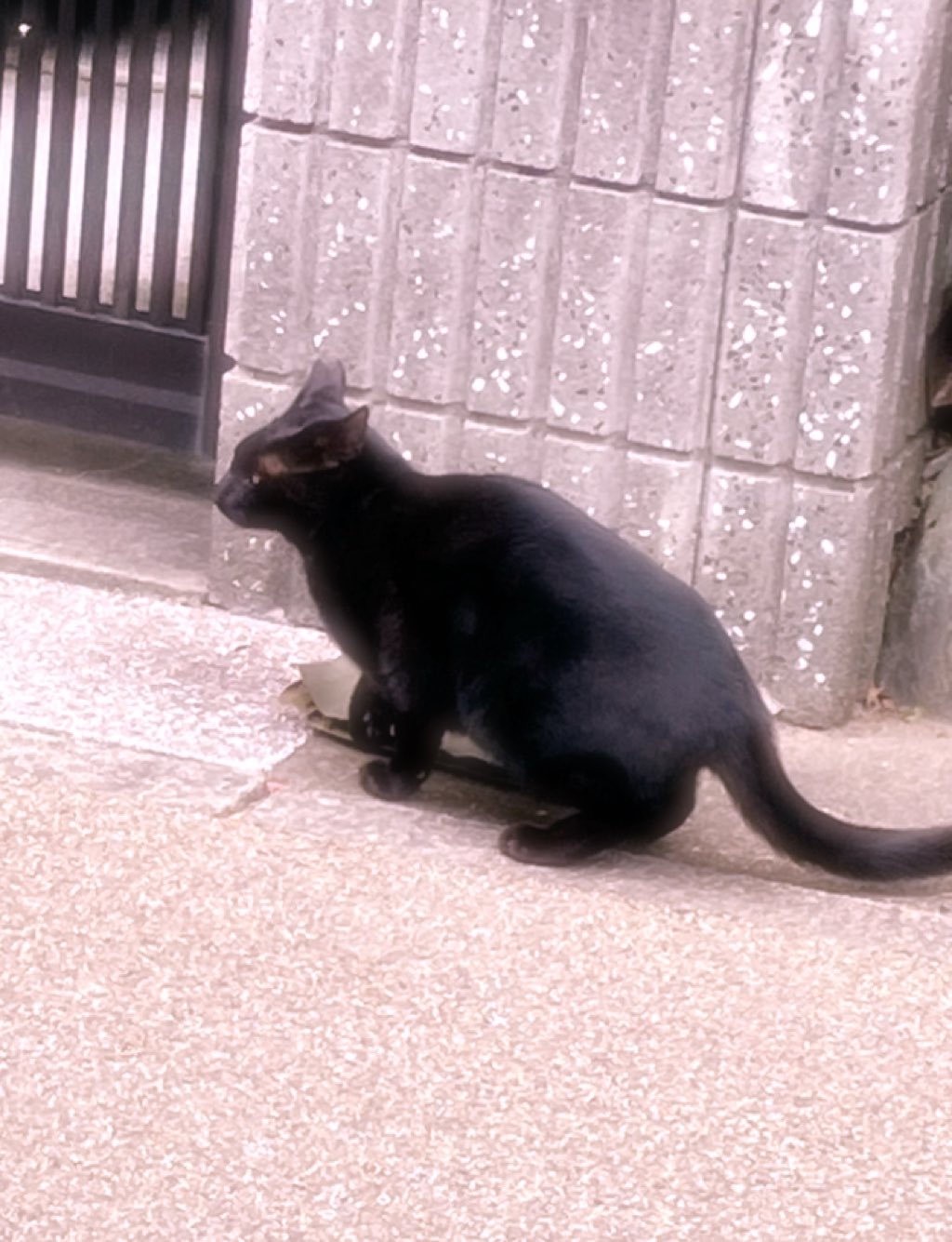 黒猫 ニシカワアイ on X: 