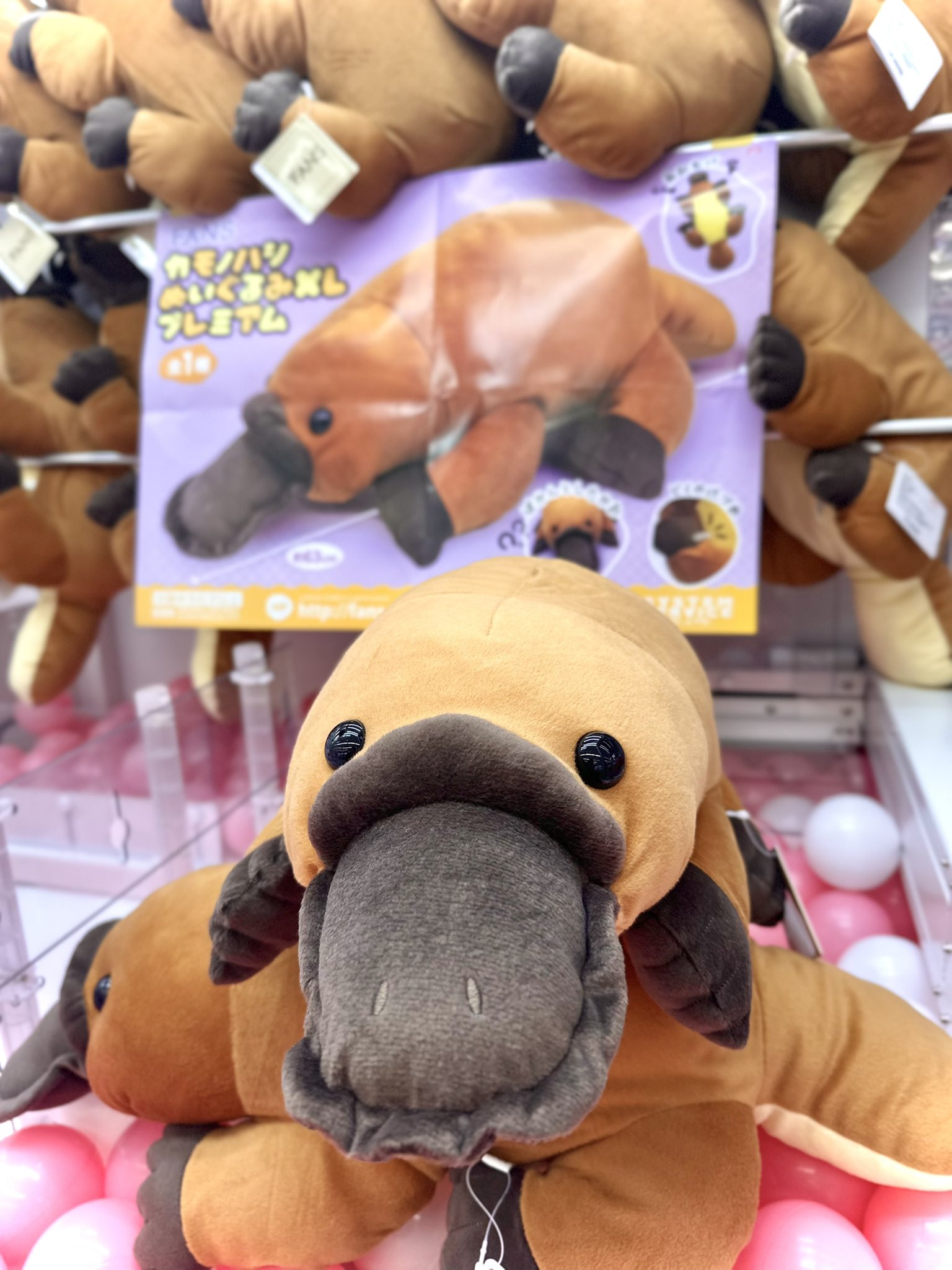 カモノハシ　ぬいぐるみ GAO歌舞伎町店【AMUFUN直営店】 on X: 
