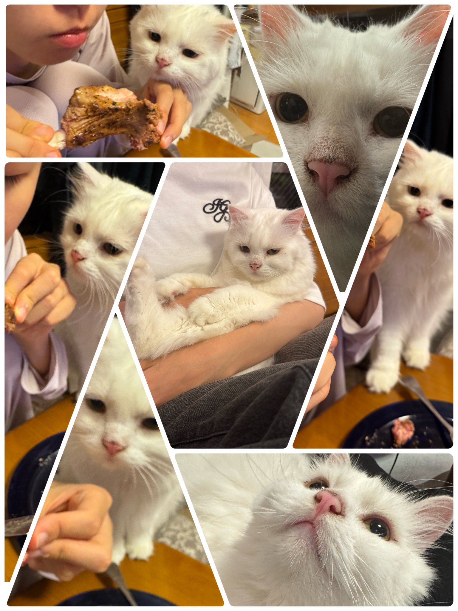 ねこ子 Amazon.co.jp: 2個セットZERO 開運 招き猫ZERO AKIBA萌子ちゃん