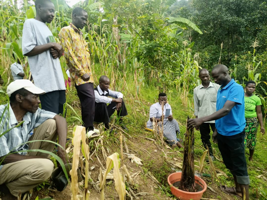 CommonGround Project (@commongroundug) on Twitter photo Bulumino PIP Farmers in Bududa district have undergone training on Integrated Crop Management Practices. The focus was on Banana management, seed selection, spacing, pruning, pests and diseases, management and desuckering among others. <a href="/NLinUganda/">Embassy of the Netherlands in Uganda</a> <a href="/WURenvironment/">WUR Environmental</a> <a href="/ISSDUganda/">ISSD Uganda</a> Bulumino PIP Farmers in Bududa district have undergone training on Integrated Crop Management Practices. The focus was on Banana management, seed selection, spacing, pruning, pests and diseases, management and desuckering among others. <a href="/NLinUganda/">Embassy of the Netherlands in Uganda</a> <a href="/WURenvironment/">WUR Environmental</a> <a href="/ISSDUganda/">ISSD Uganda</a>