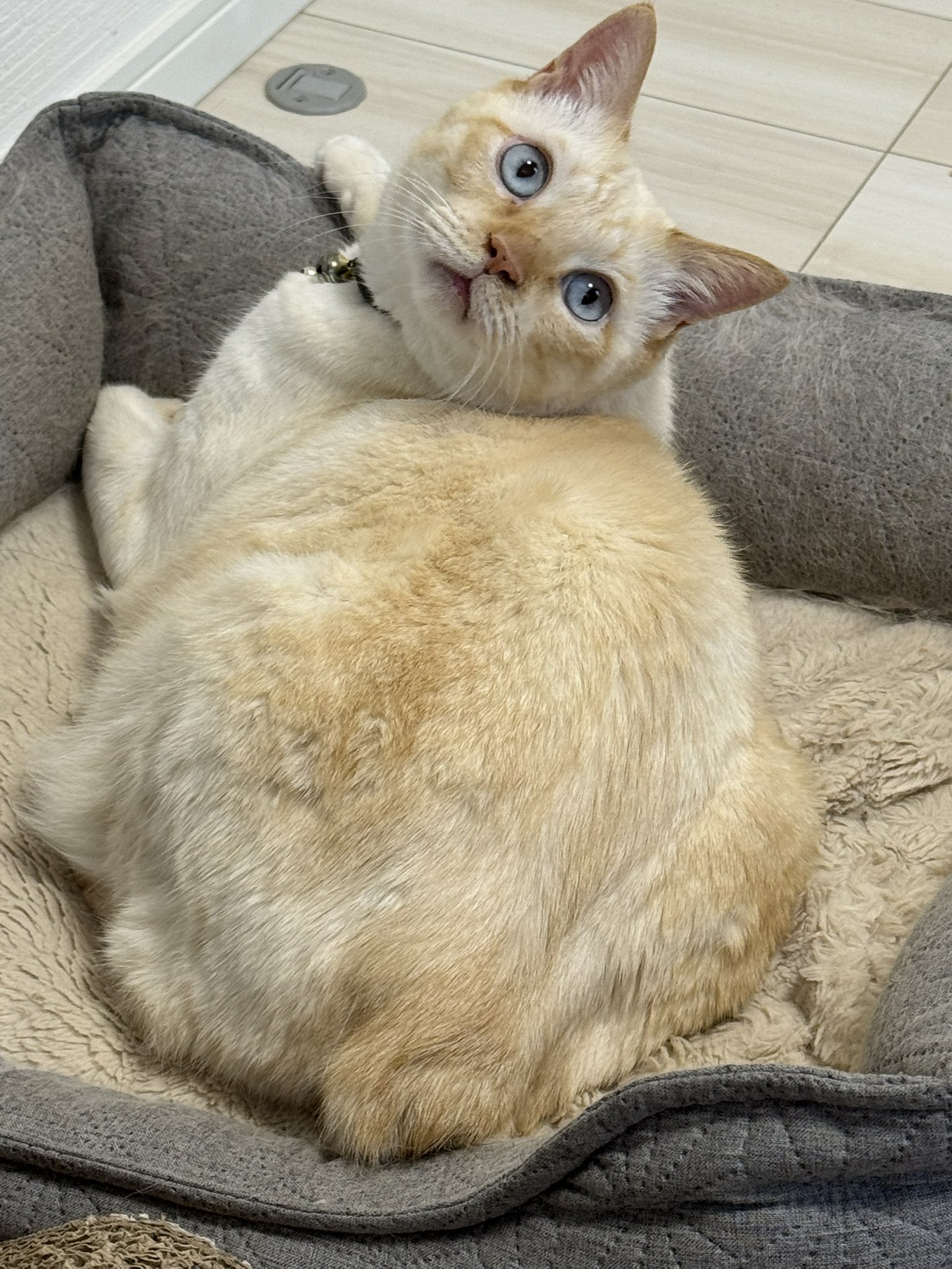 笹猫。 ZIx7Ybmj_200x200.jpg