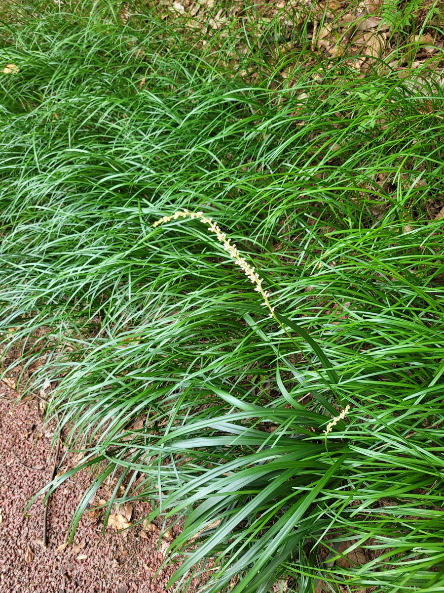 오전에 나가서 볼일 보고
들어오는 길~
느티나무 그늘 아래
제법 시원한 바람이 분다 🌳
연보라색 꽃이 피는 맥문동
올해는 어찌된 일인지 꽃이 
흰색인 애들이 있네 😶