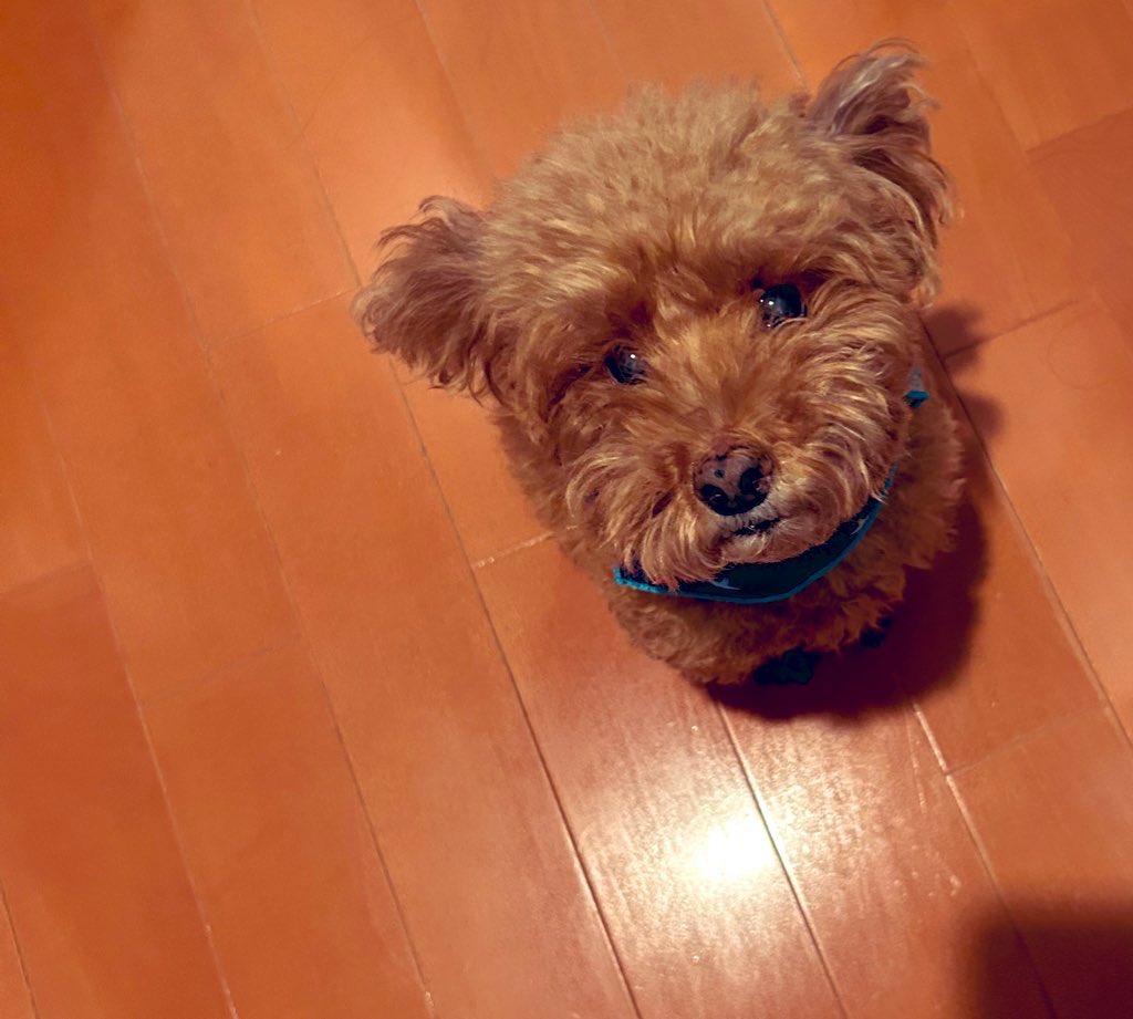 ゆず丸 Amazon.co.jp: 大丸本舗 ゆず飴 80g×5袋 : 食品・飲料・お酒