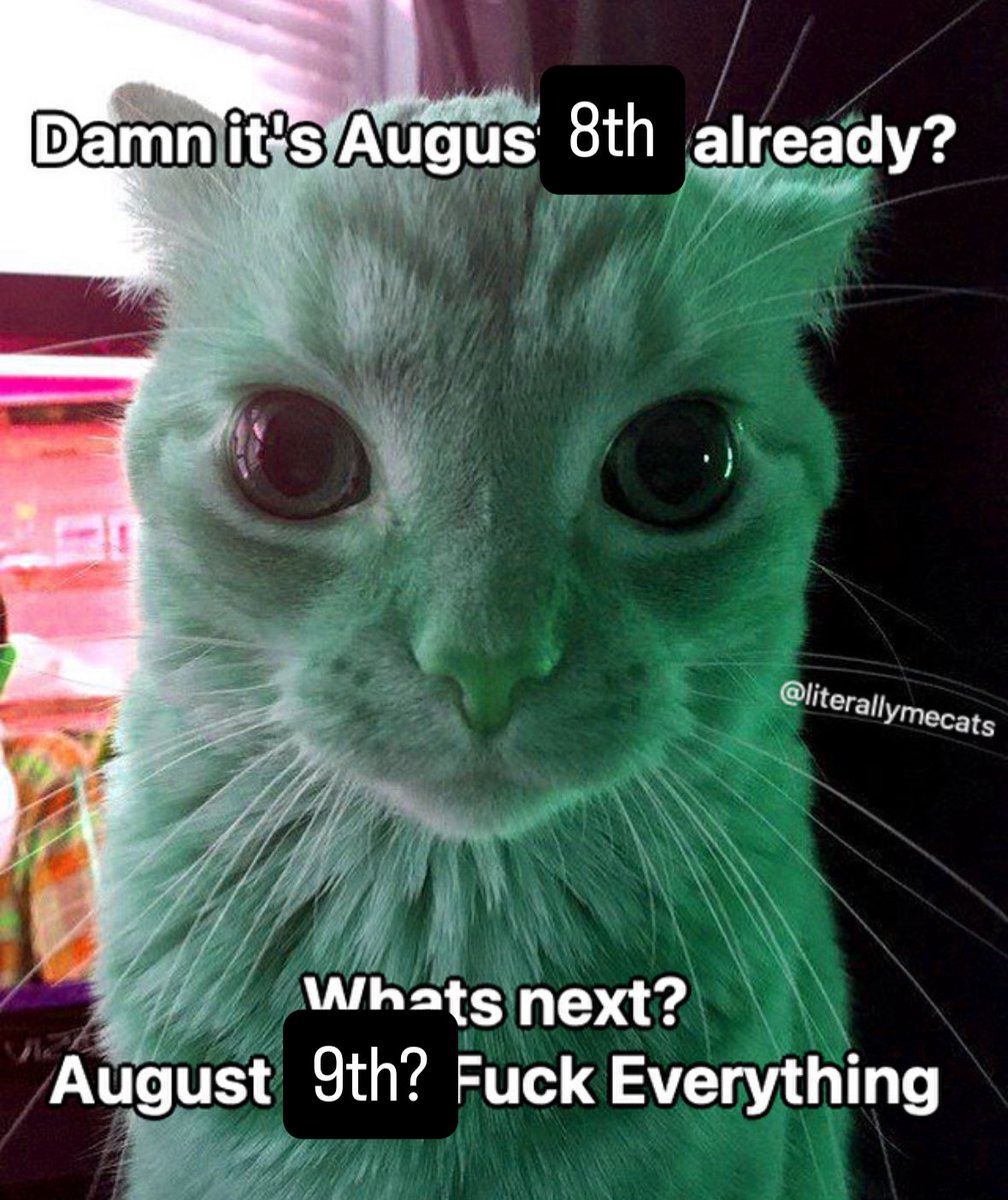 LiterallyMeCats (@literallymecats) on Twitter photo 