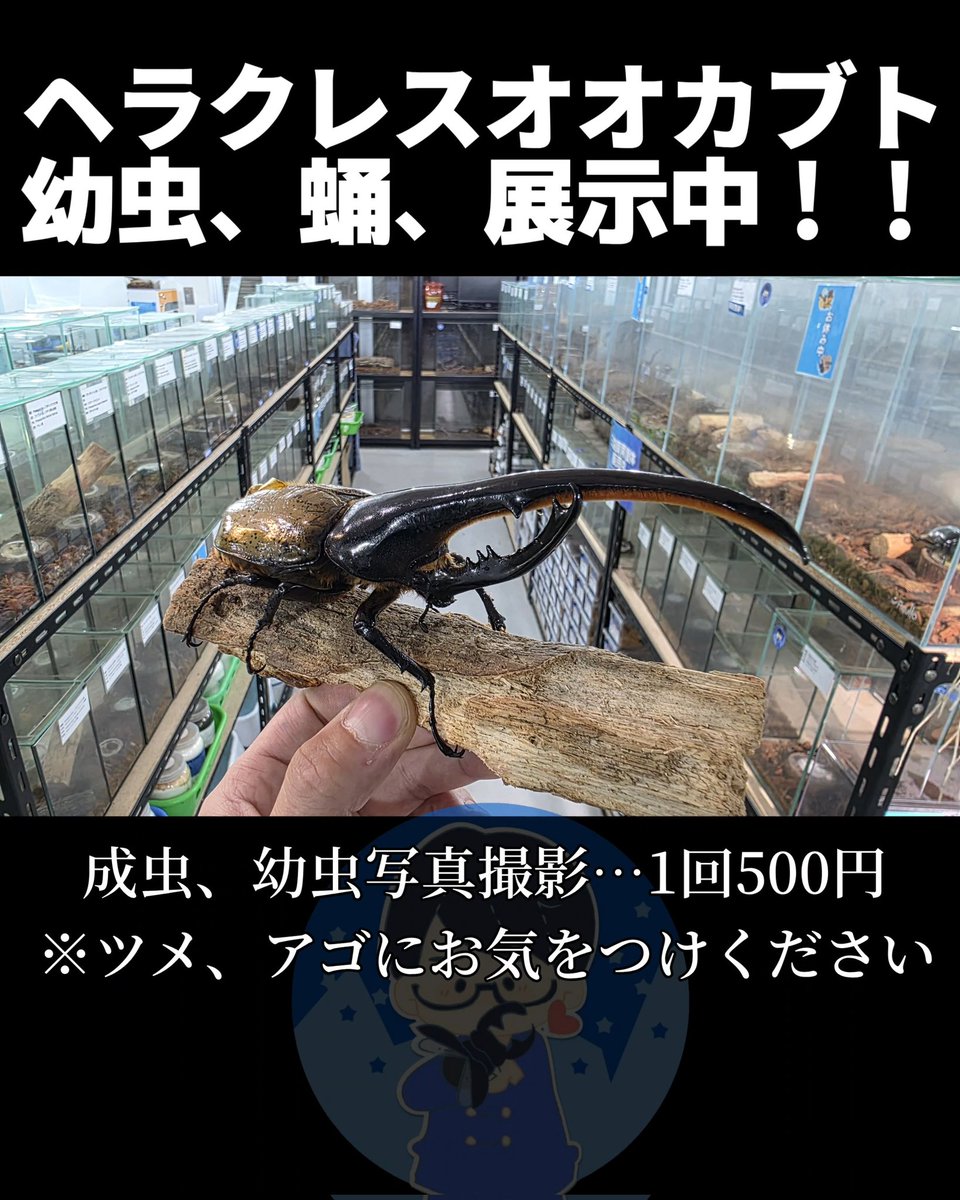 クワカブの部屋 (@sk_kabu_kuwa16) on Twitter photo 明日の生フェスは生体販売もですが1000円でヘラクレスが当たるかもしれないチンチロ風クジとヘラクレスの幼虫~成虫を展示します✌ 明日の生フェスは生体販売もですが1000円でヘラクレスが当たるかもしれないチンチロ風クジとヘラクレスの幼虫~成虫を展示します✌