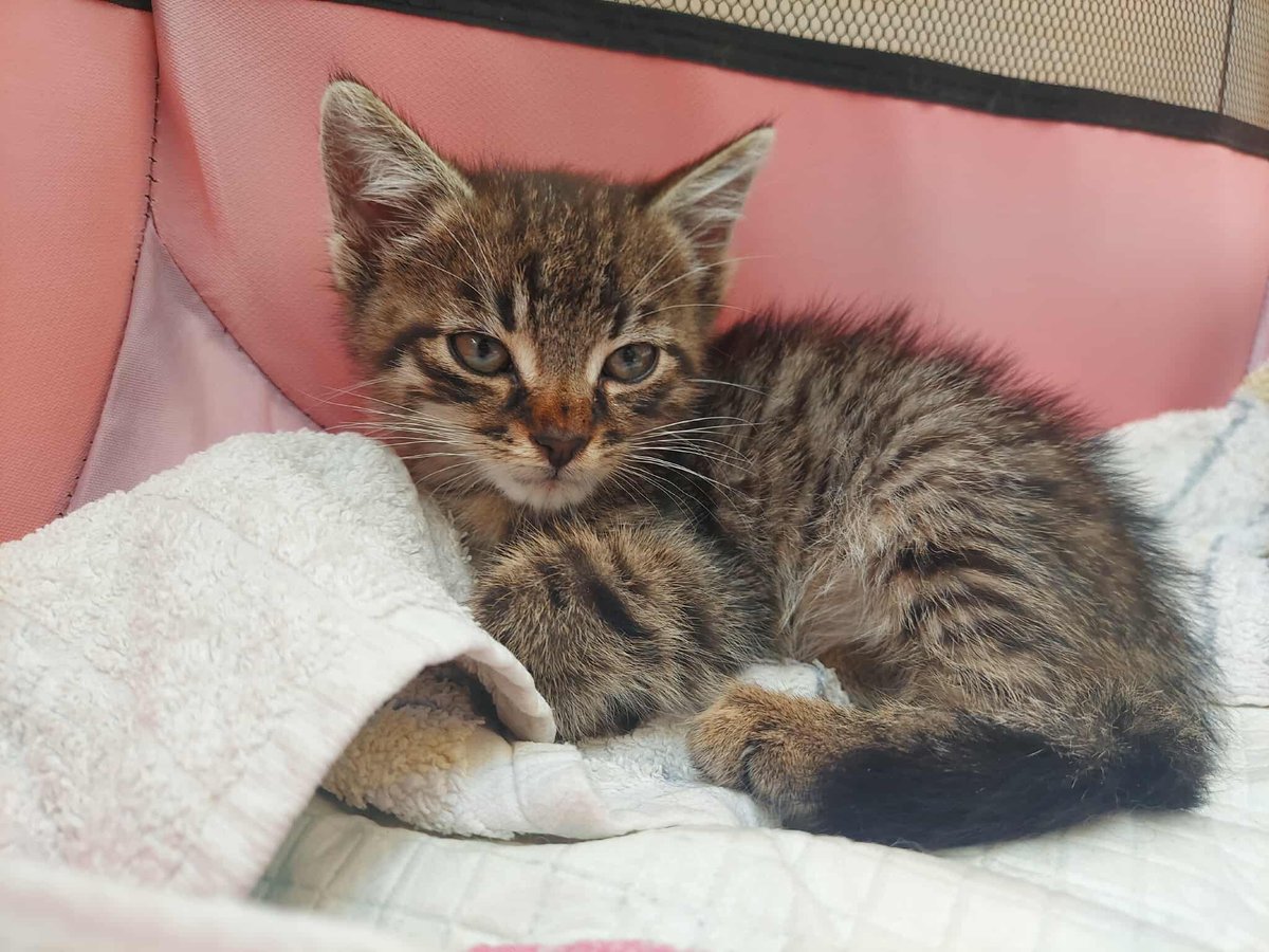 13 GODZIN DO KOŃCA ZBIÓRKI 💔 

ratujemyzwierzaki.pl/3-kocieta-feli…