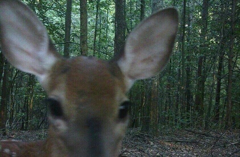 believabledeer's tweet image. you need to back up