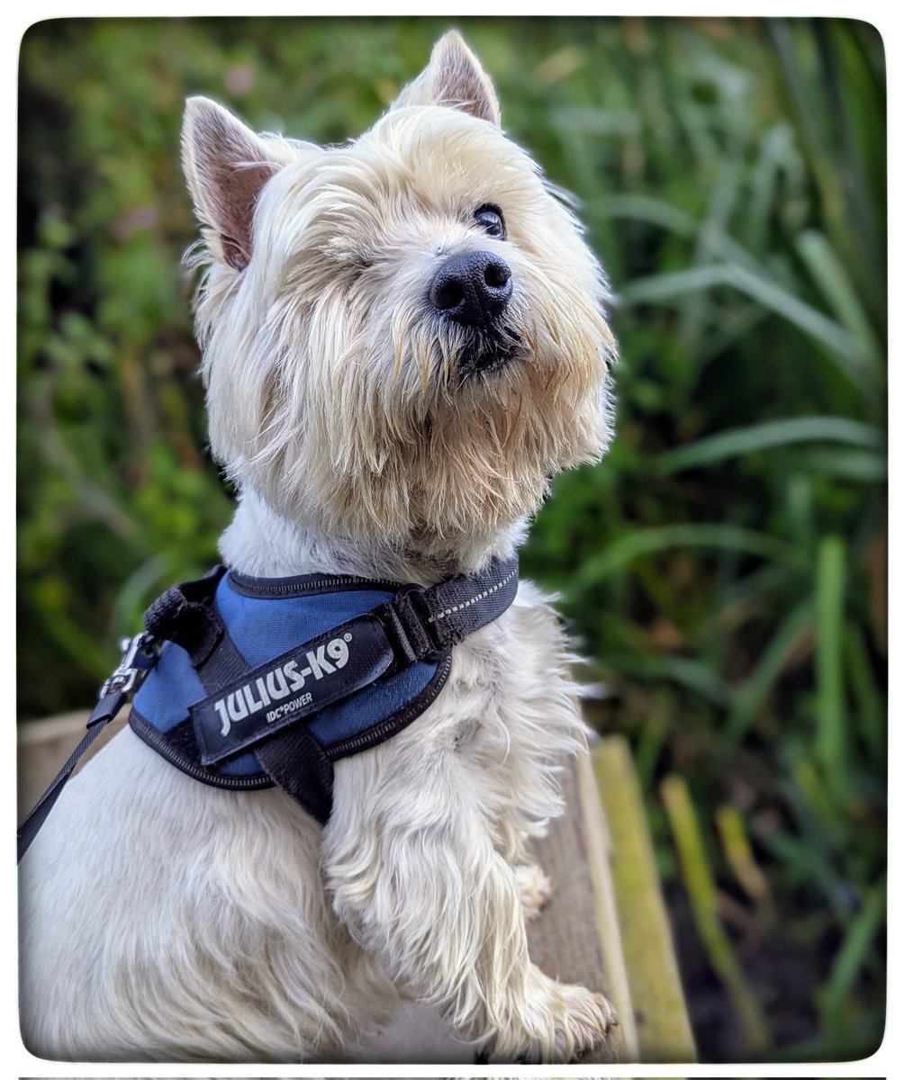 #Summer walks
It felt a little bit misty this morning 
Dunnock and blue tits 
Long tailed tits ♡
A robin ticking 
Wood pigeons cooing 
The ducks quacking 
Things that make me happy 💛
#Gentleness 🩵
#Ready4Freddie 💚🐶 
#KeepGoing x⛅