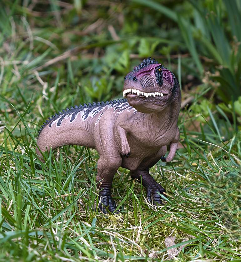 夏だ！
恐竜だ！
ギガノトサウルスだ！

ギガノトサウルスは、カルカロドントサウルスの仲間で
全長は推定で13メートルもあったんだよ！
ティラノサウルス・レックスの仲間みたいだけど、歯の構造が全く違ったんだって！

x.gd/ujzx5
#シュライヒ #フィギュア #schleich