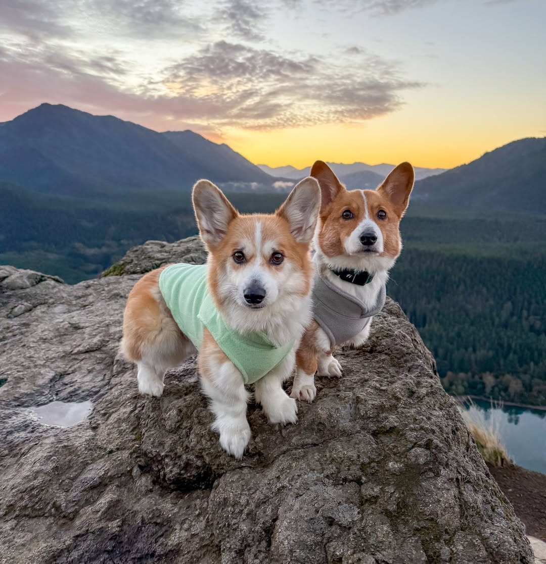 JosephineK1761's tweet photo. Rate this cuteness out of 10 🥰😍
#doginstagram #dogslover #dogcorgi #corginorge #corgination #PrincessWelshCorgi https://t.co/vsHeYQNtVh